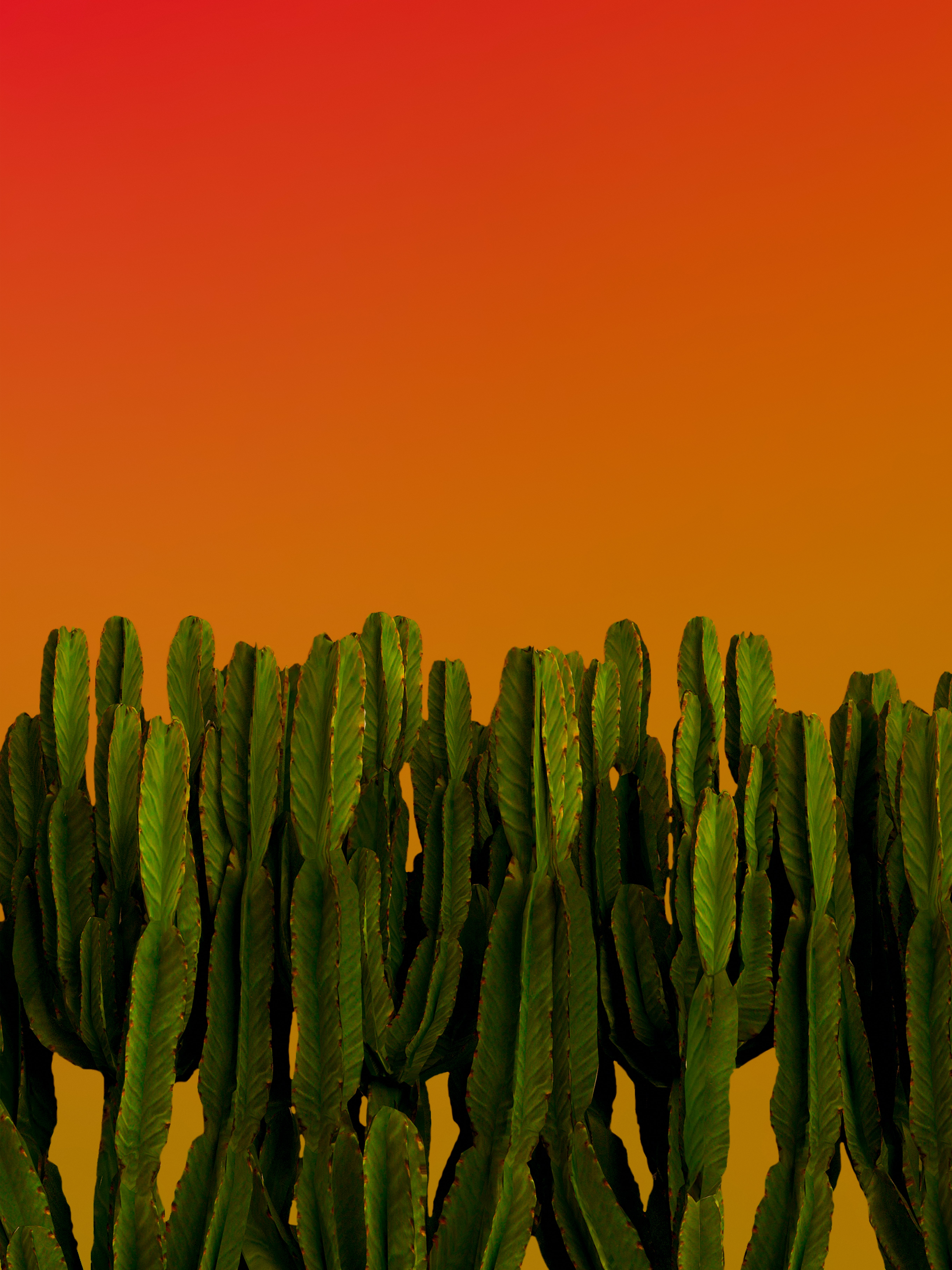 Fondos de pantalla de Cactus para escritorio, descarga gratis imágenes y  fondos de Cactus para PC 
