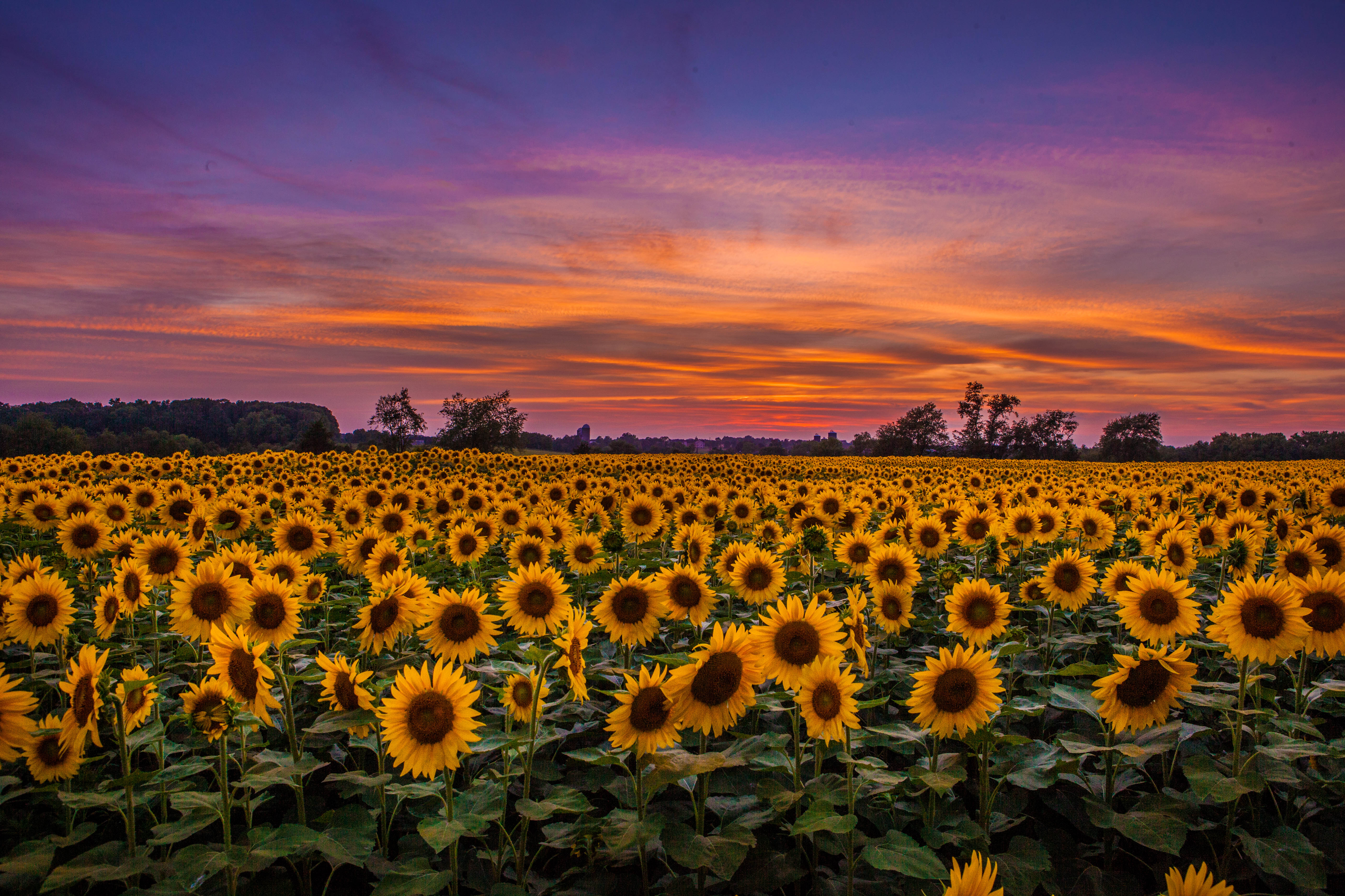 nature, sunflowers, sunset, sky, clouds, field