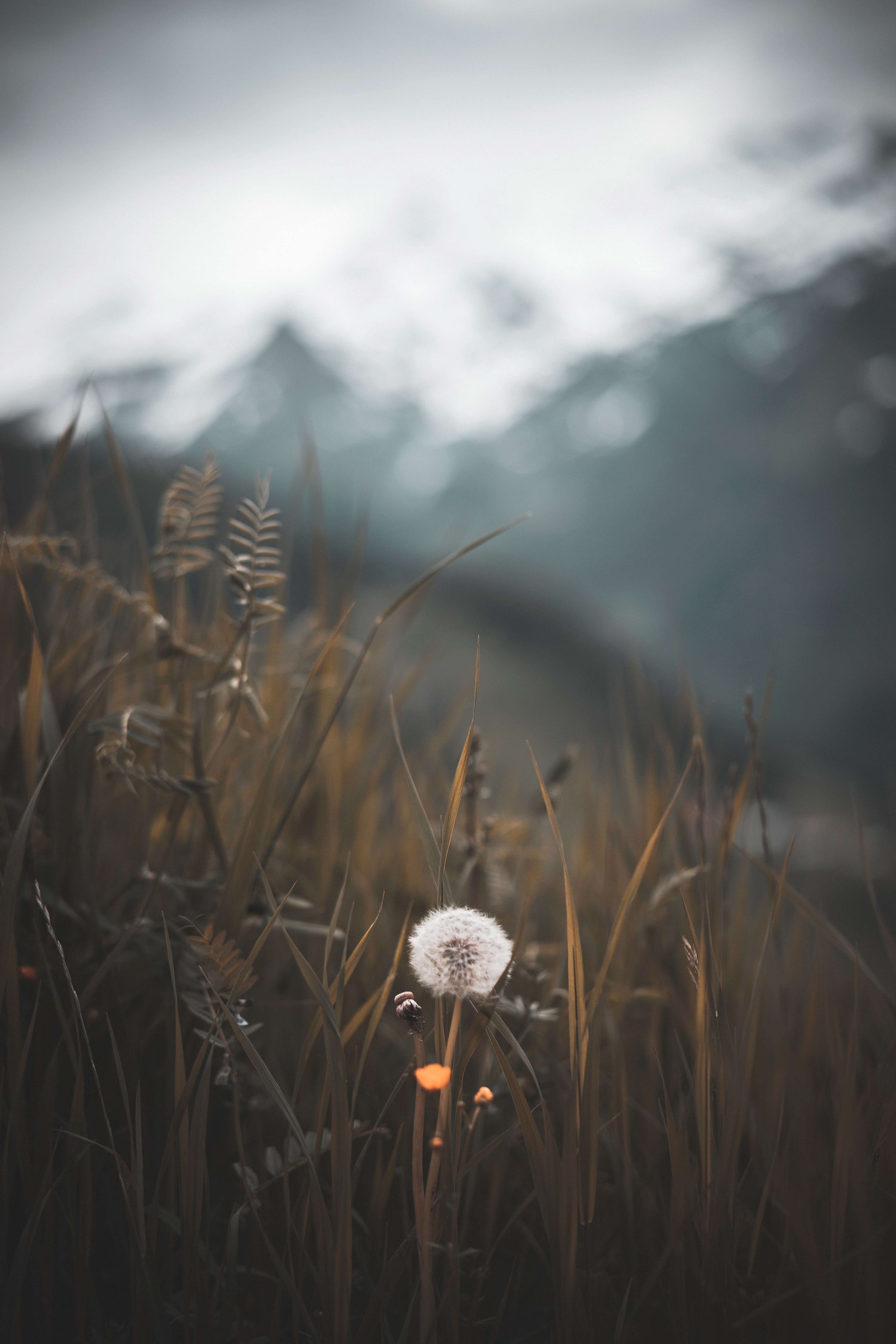 blur, smooth, plant, dandelion, fluff, nature, grass, fuzz Smartphone Background