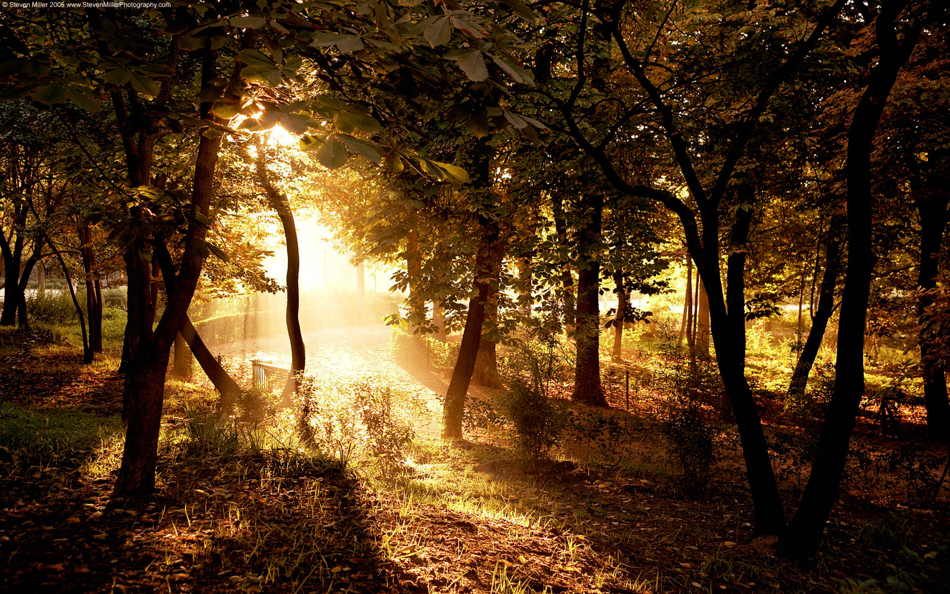 forest, earth, scenic, sun, sunlight, tree