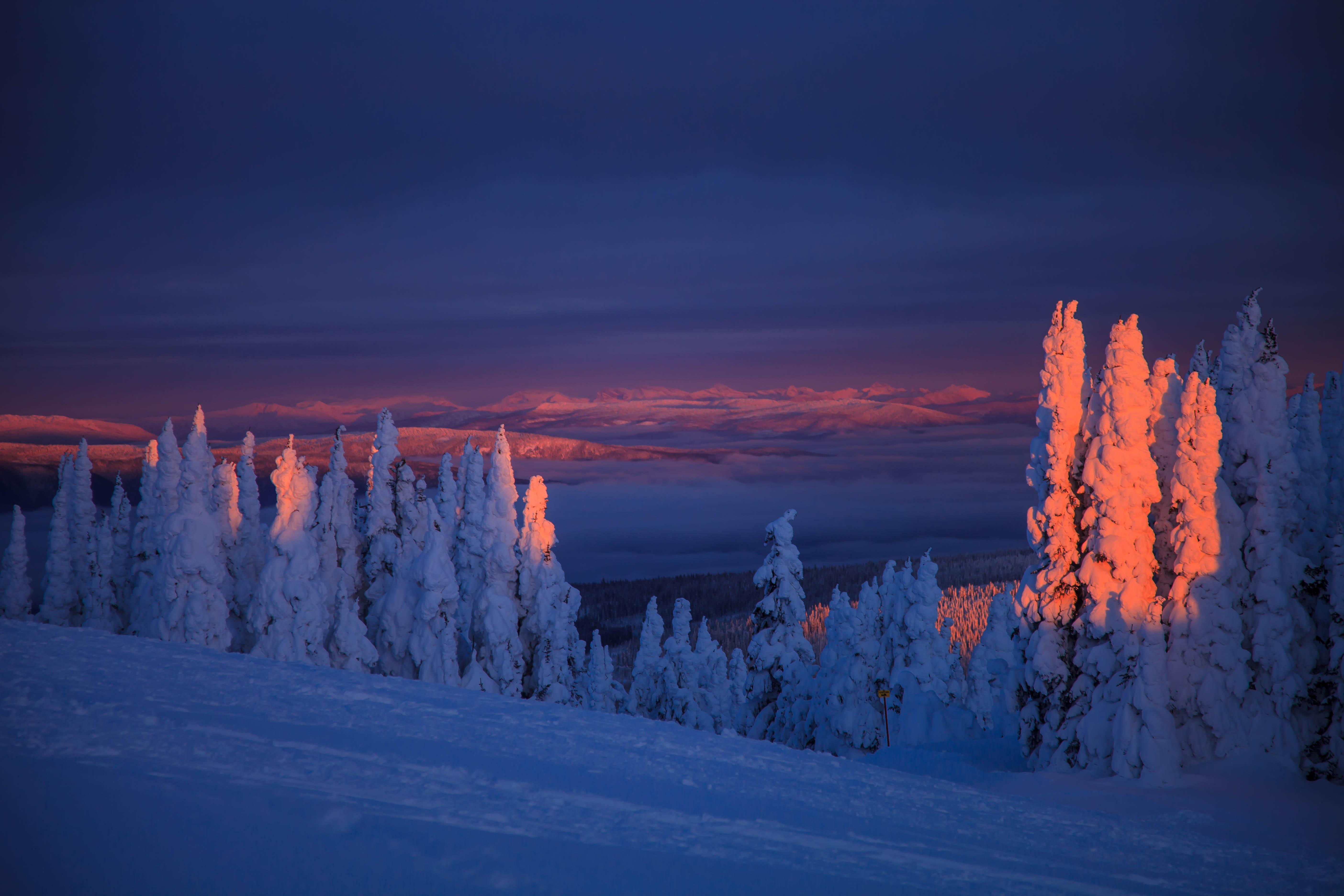 landscape, dusk, trees, snowbound HD Mobile