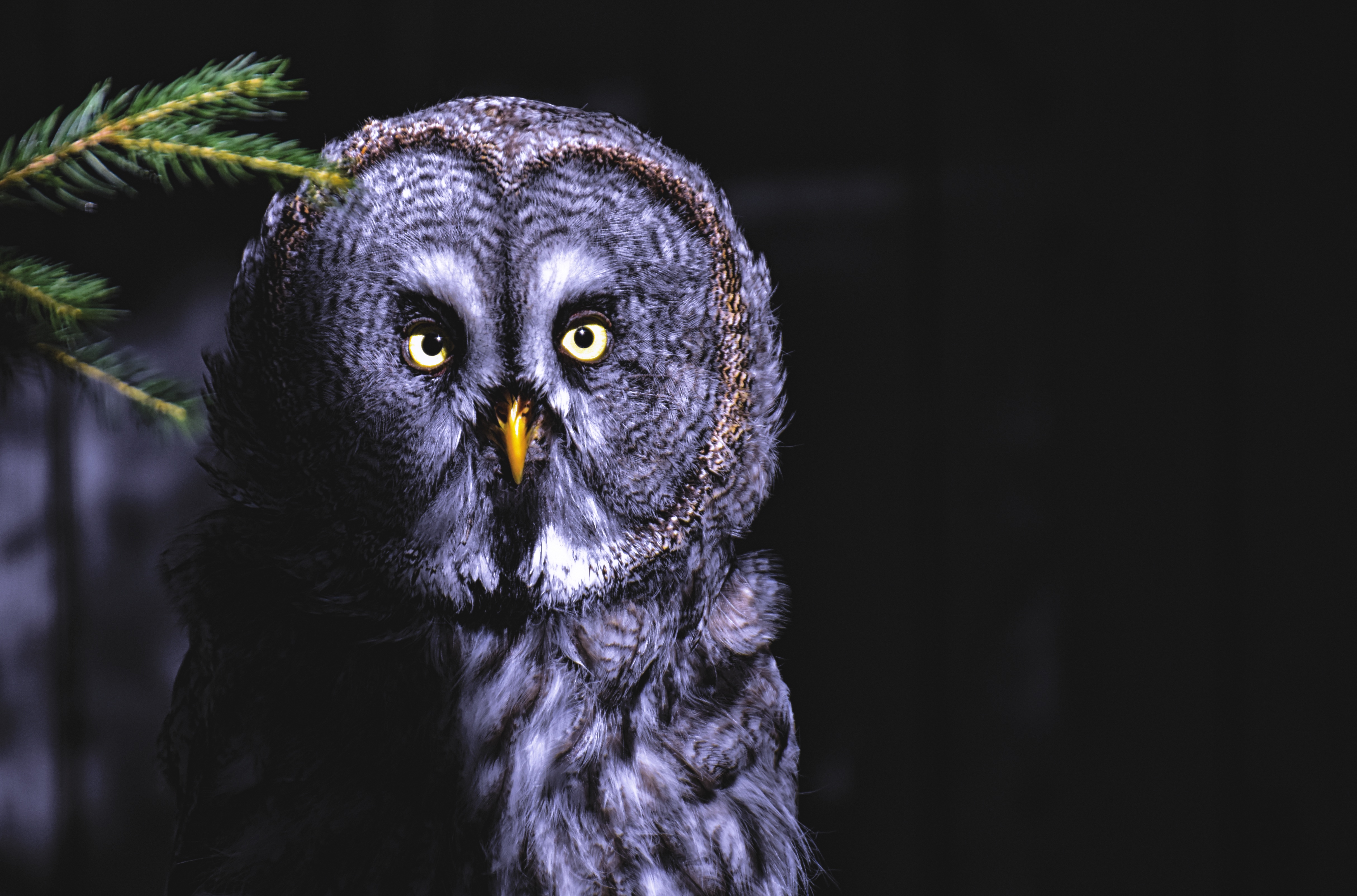 80802 3840x1080 PC pictures for free, download shadow, feathered, owl, looks 3840x1080 wallpapers on your desktop