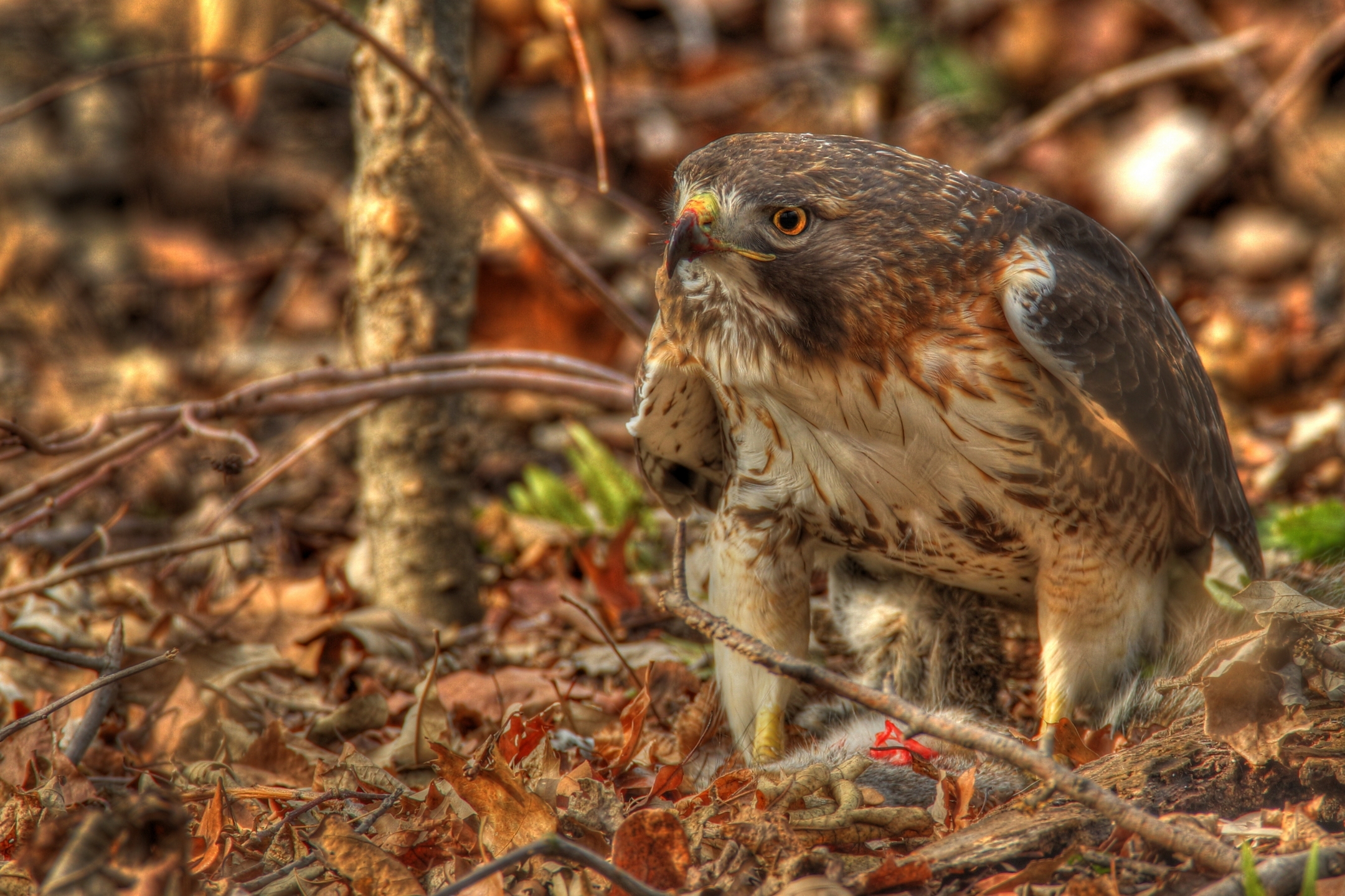 hdr, animals, leaves, predator, hawk, red-tailed saric, red-tailed buzzard