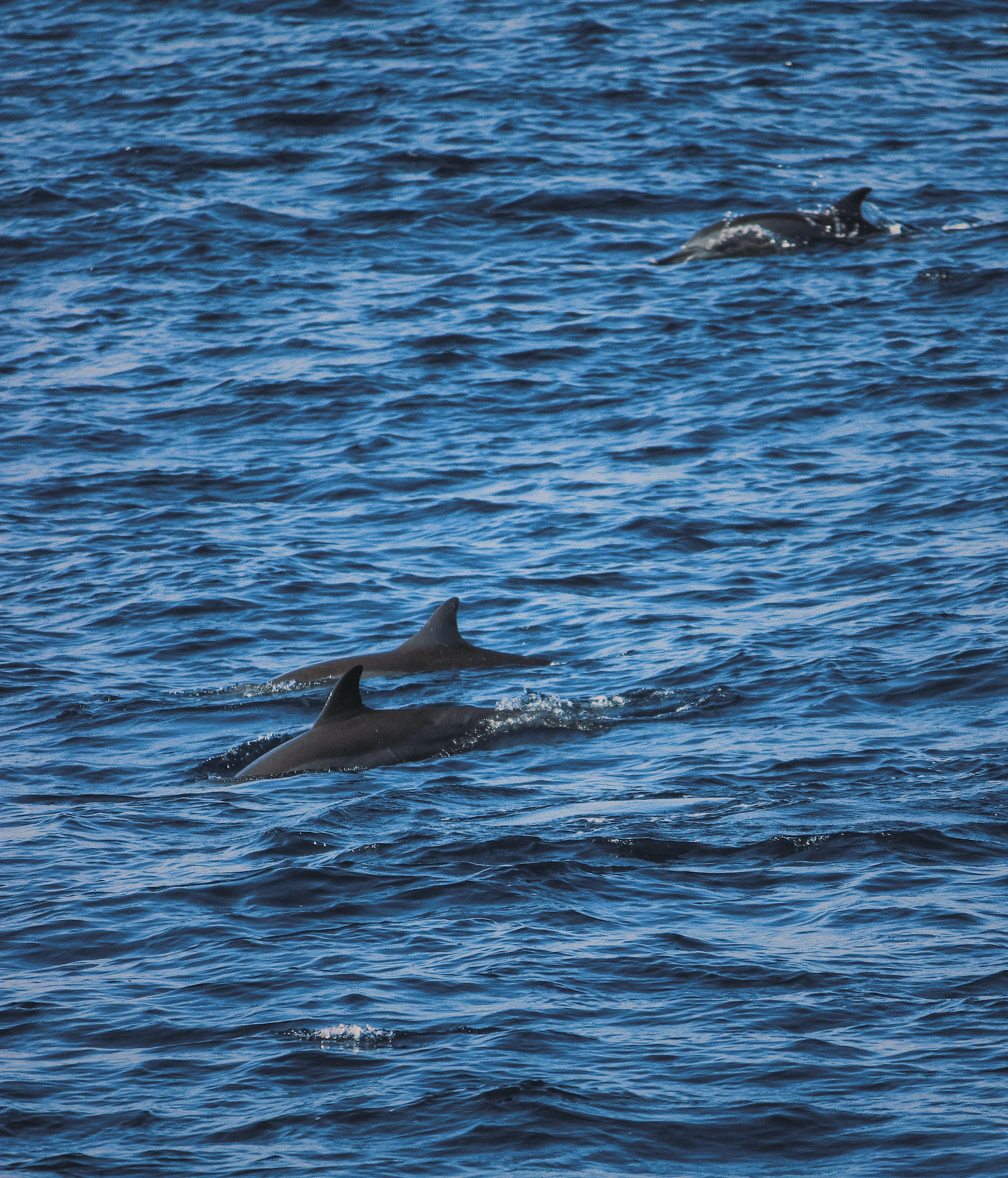 102824 Bildschirmschoner und Hintergrundbilder Delfine auf Ihrem Telefon. Laden Sie natur, delfine, sea, waves, wellen, ripple Bilder kostenlos herunter