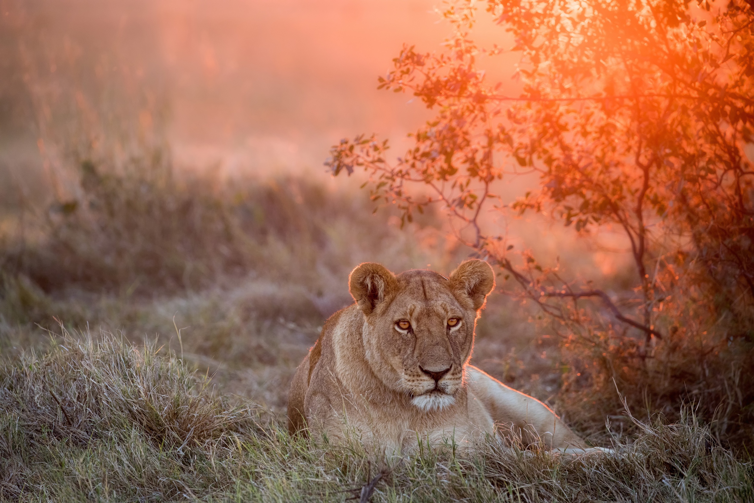 lion, animal, cats, sunset New Lock Screen Backgrounds
