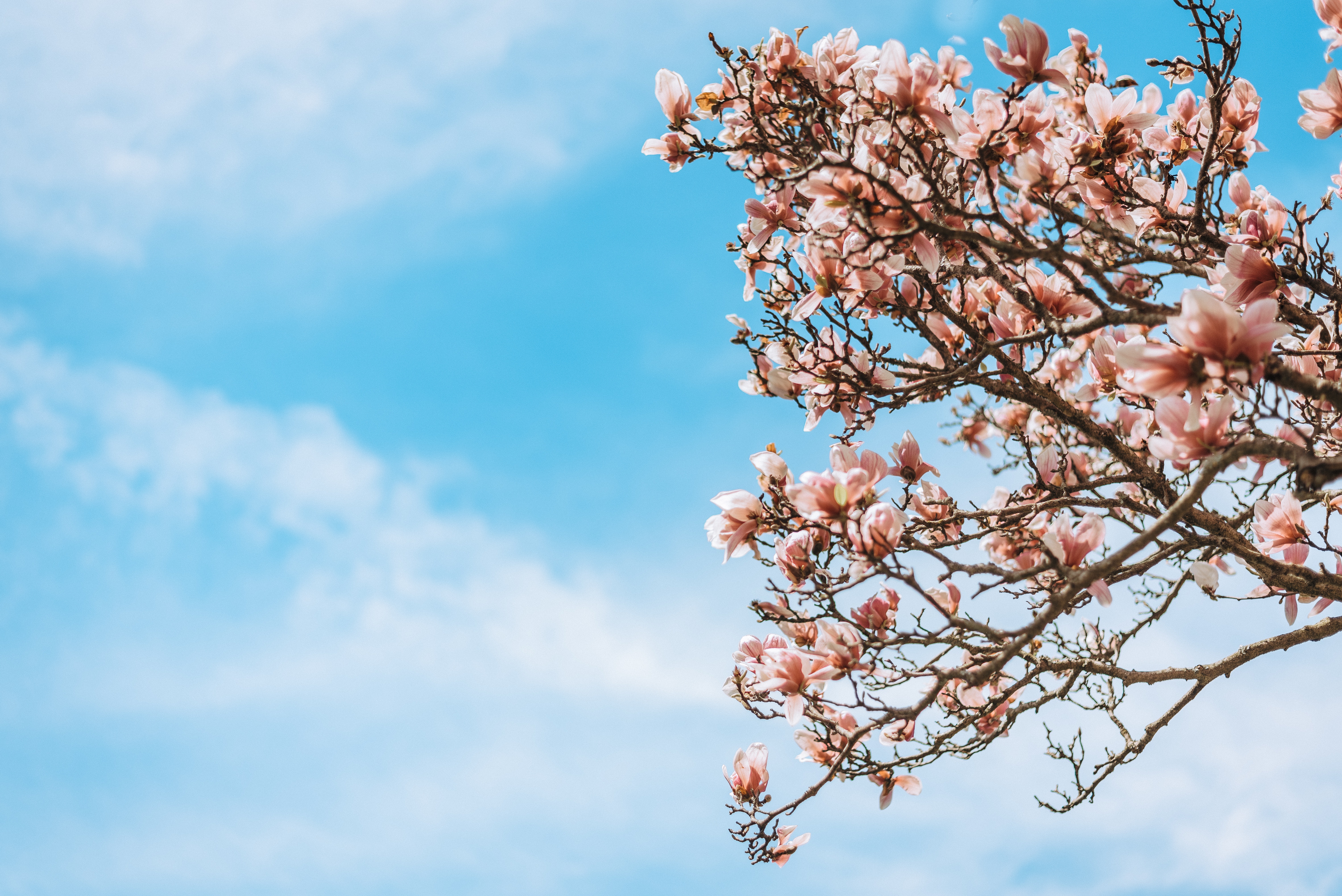 135944 Protetores de tela e papéis de parede Sakura em seu telefone. Baixe flores, sakura, madeira, árvore, galhos, ramos, florescer, floração fotos gratuitamente