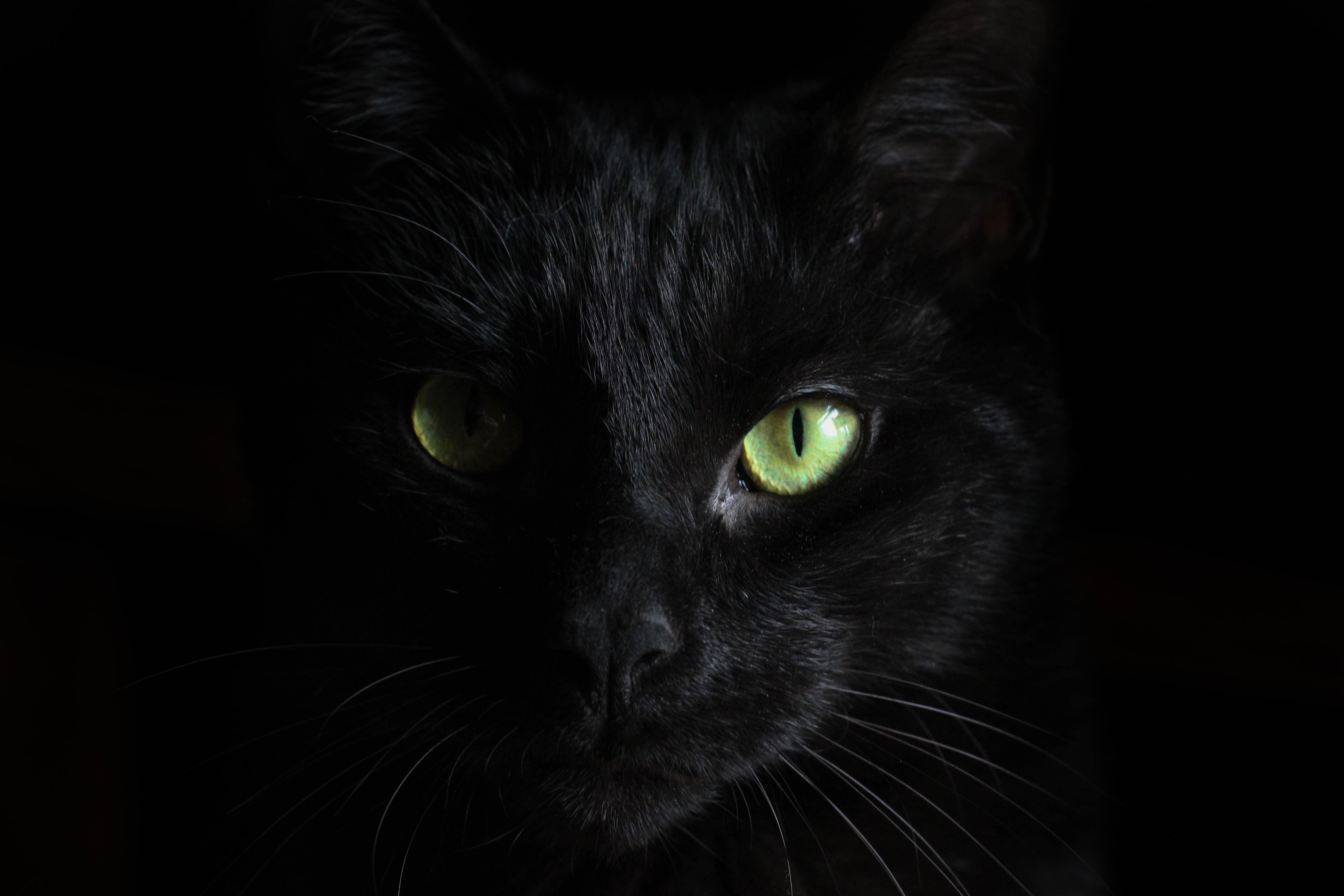 Smartphone Background black cat, animals, muzzle, sight
