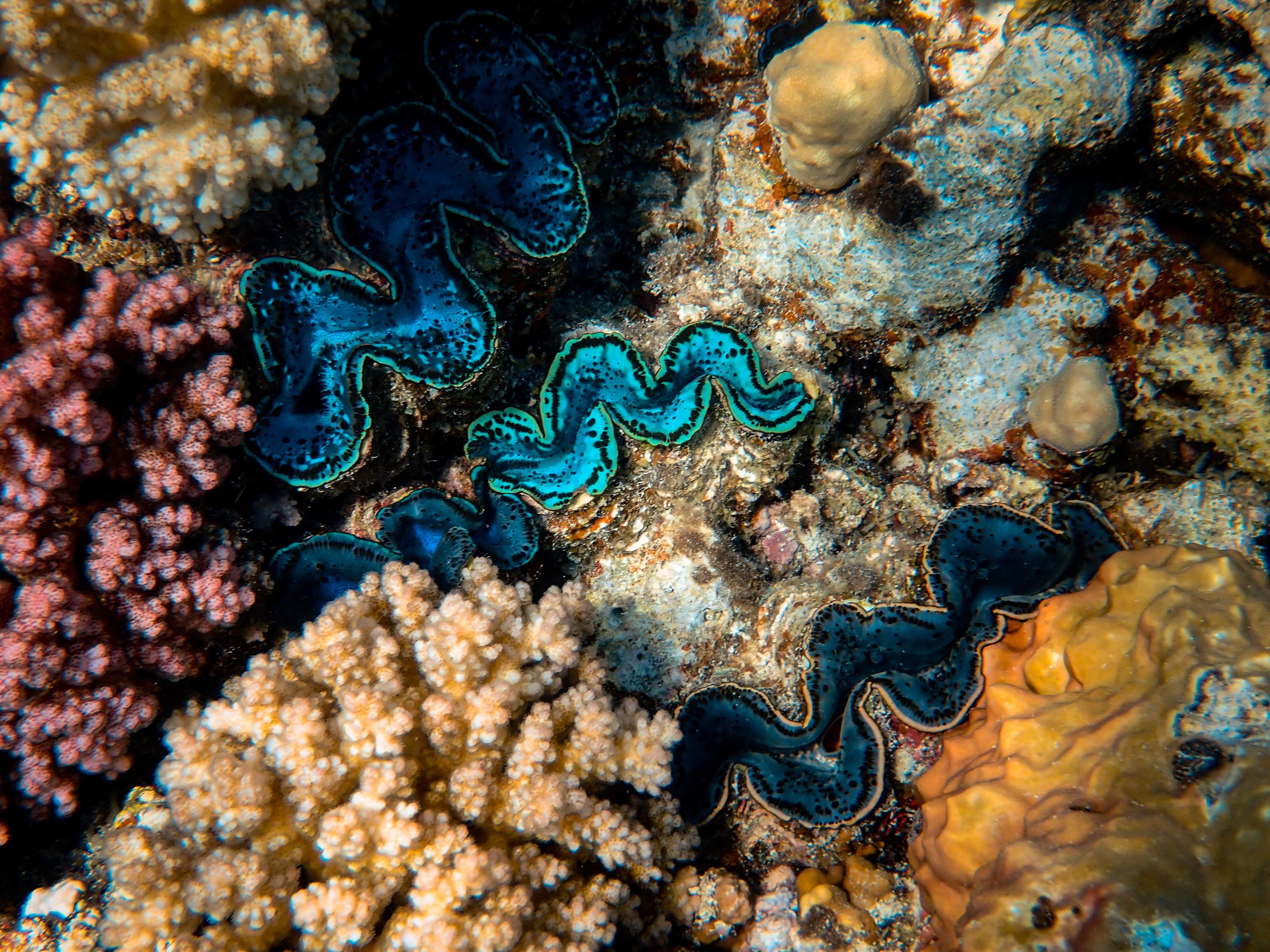 Coral nature, algae, underwater world, seaweed 4k Wallpaper