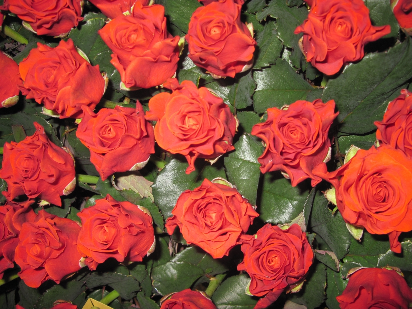 42890 Bildschirmschoner und Hintergrundbilder Roses auf Ihrem Telefon. Laden Sie pflanzen, rot, blumen Bilder kostenlos herunter