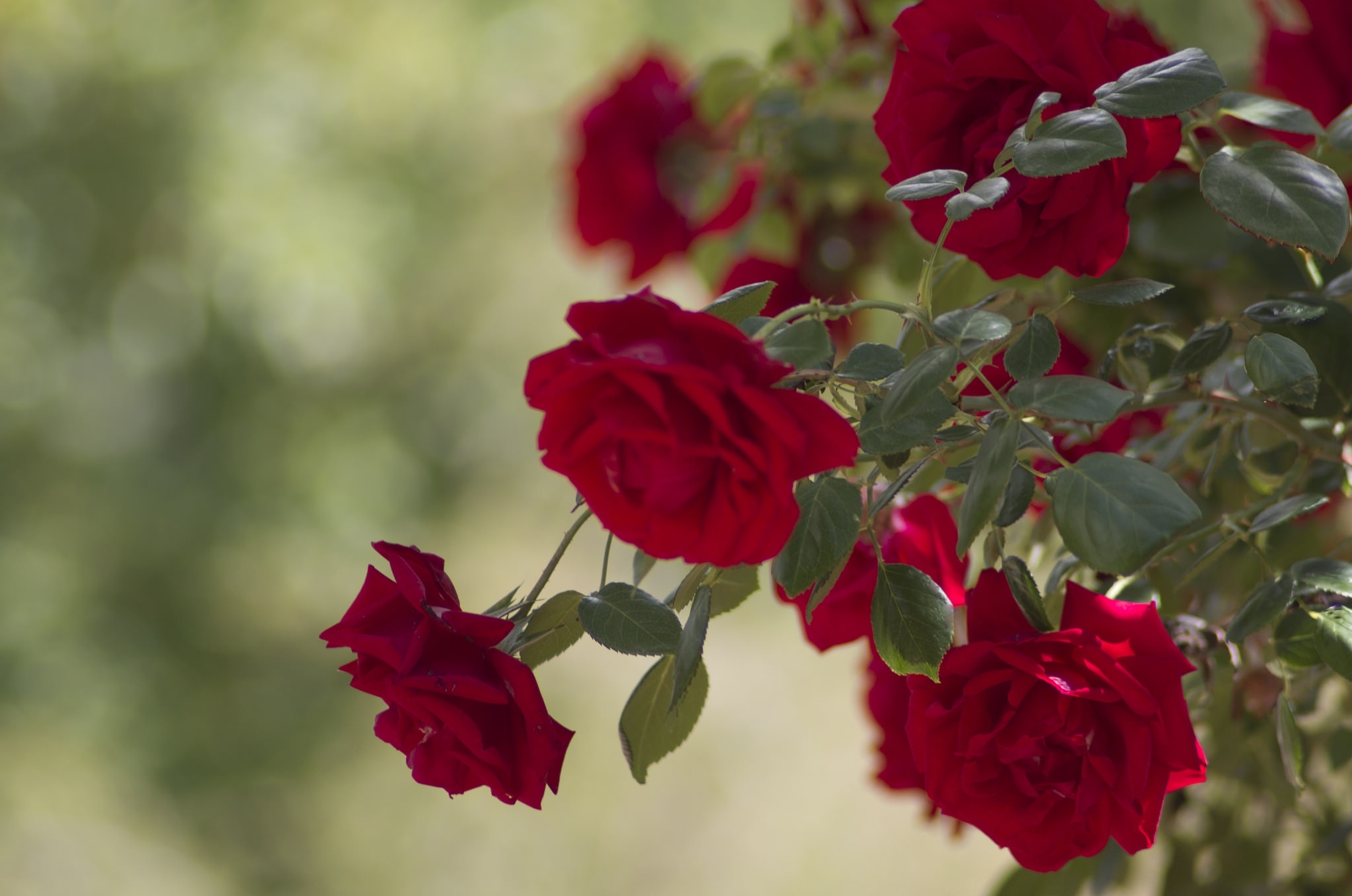 Laden Sie das Blumen, Bush, Rose, Busch, Knospen-Bild kostenlos auf Ihren PC-Desktop herunter