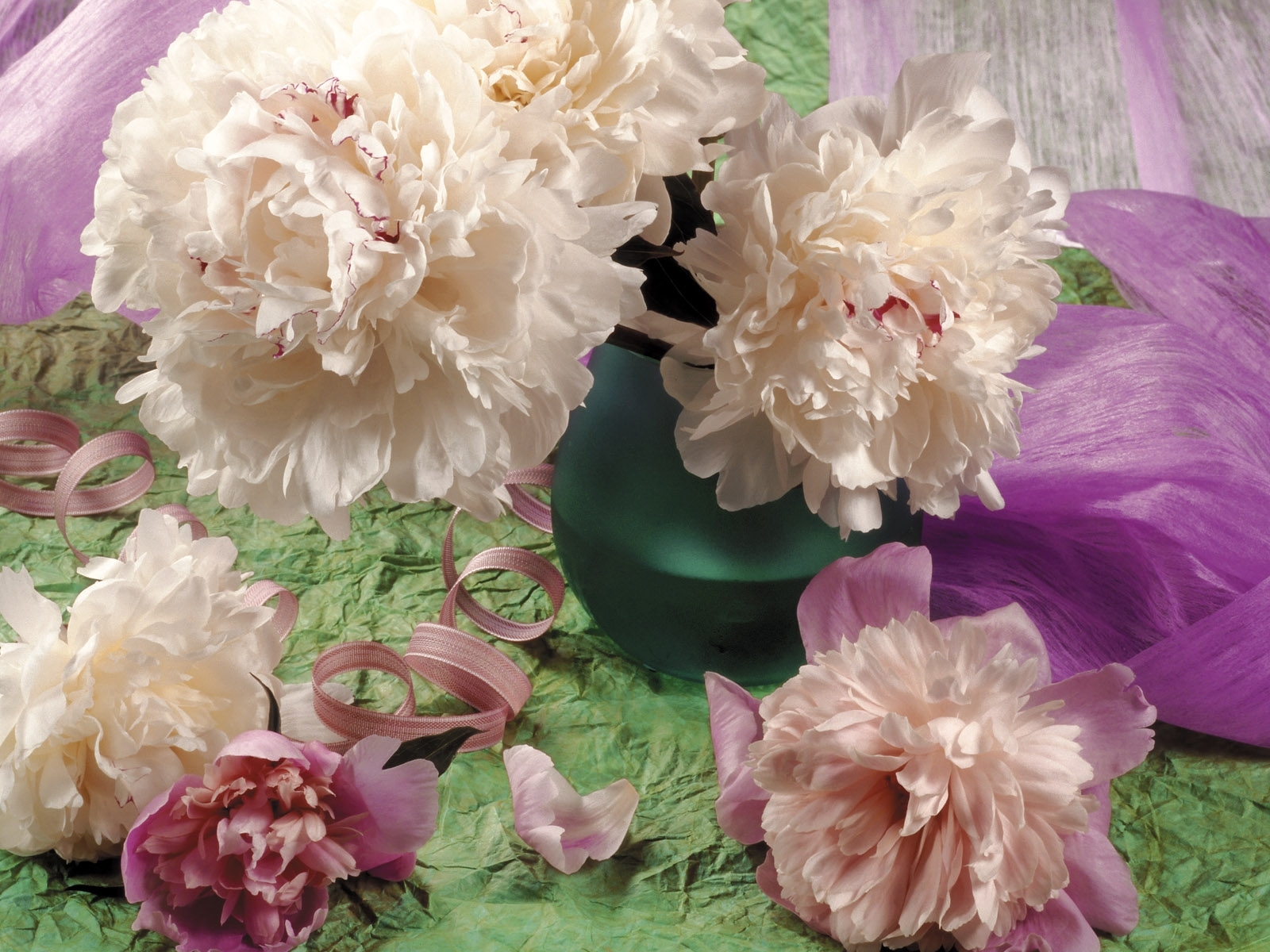 Laden Sie das Pflanzen, Blumen, Chrysantheme-Bild kostenlos auf Ihren PC-Desktop herunter