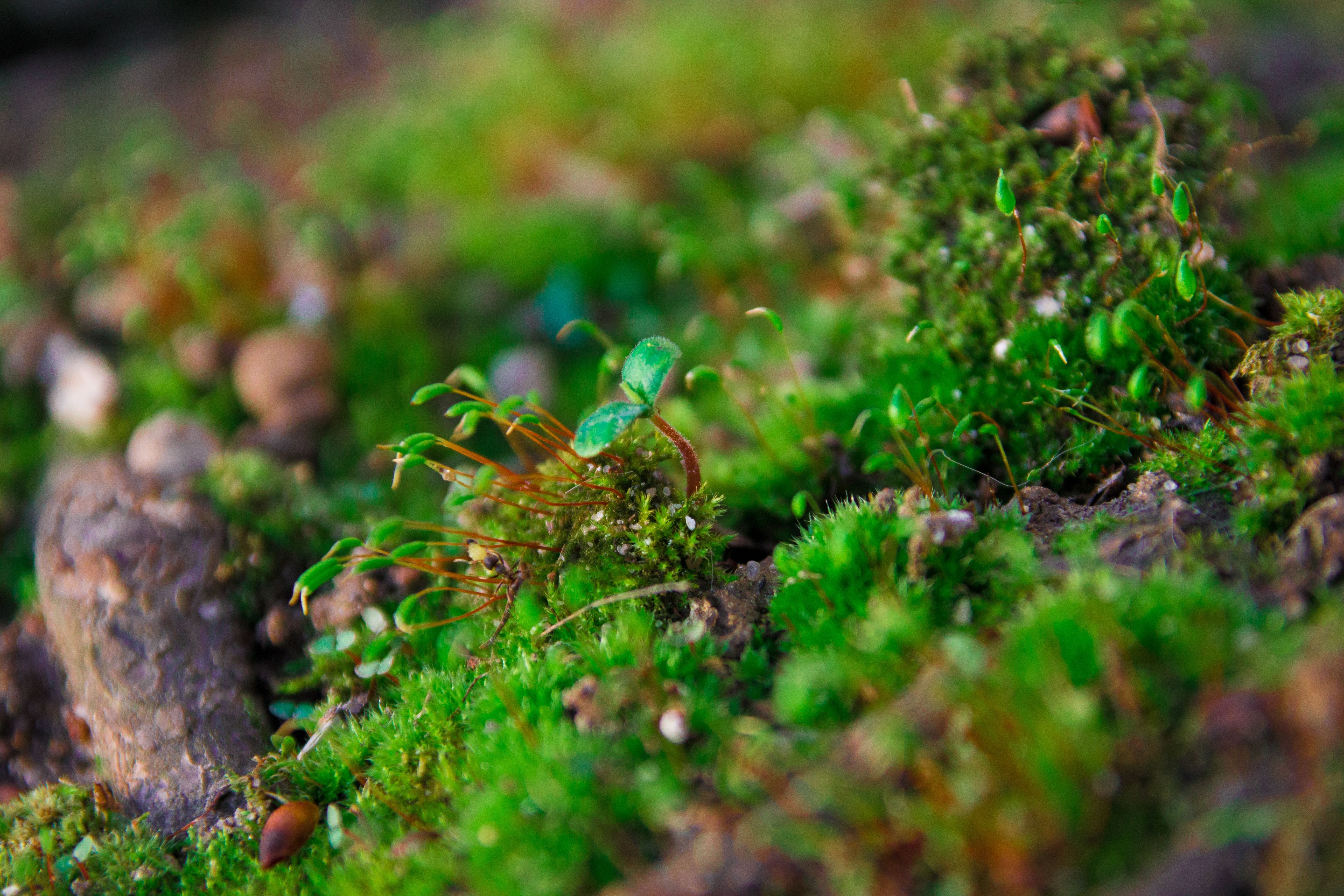 moss, plants, macro