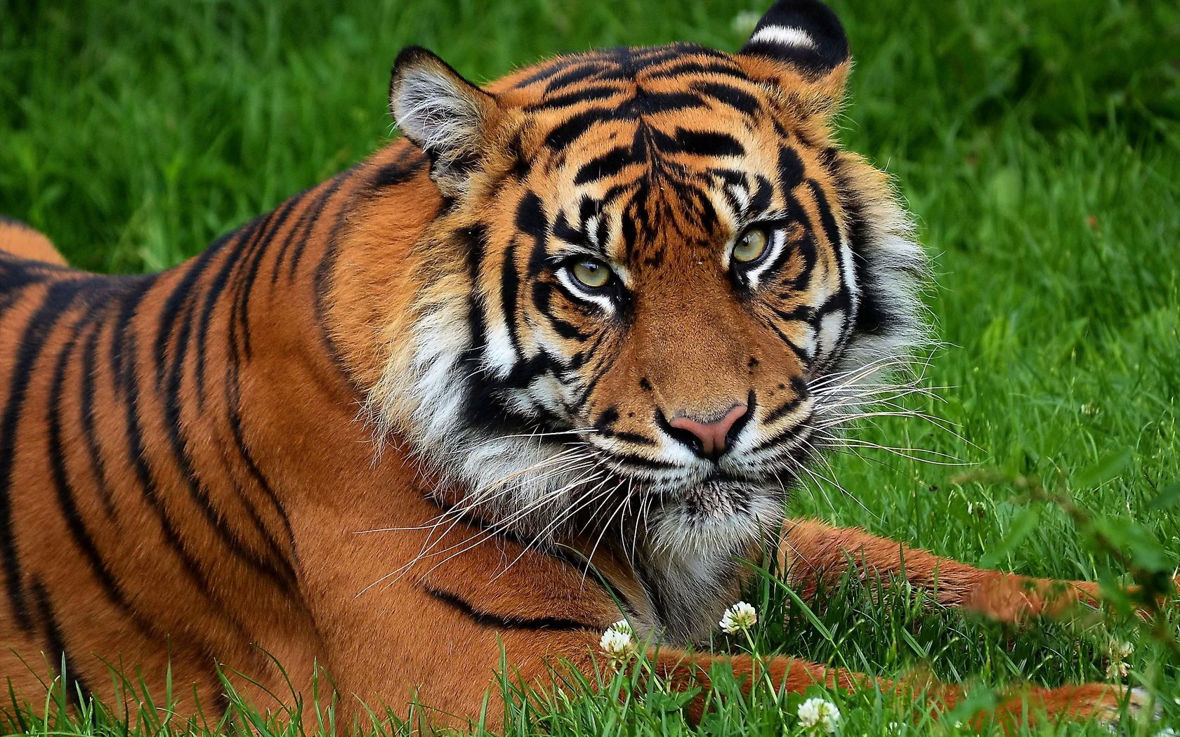 predator, tiger, big cat, grass, animals, flowers HD wallpaper