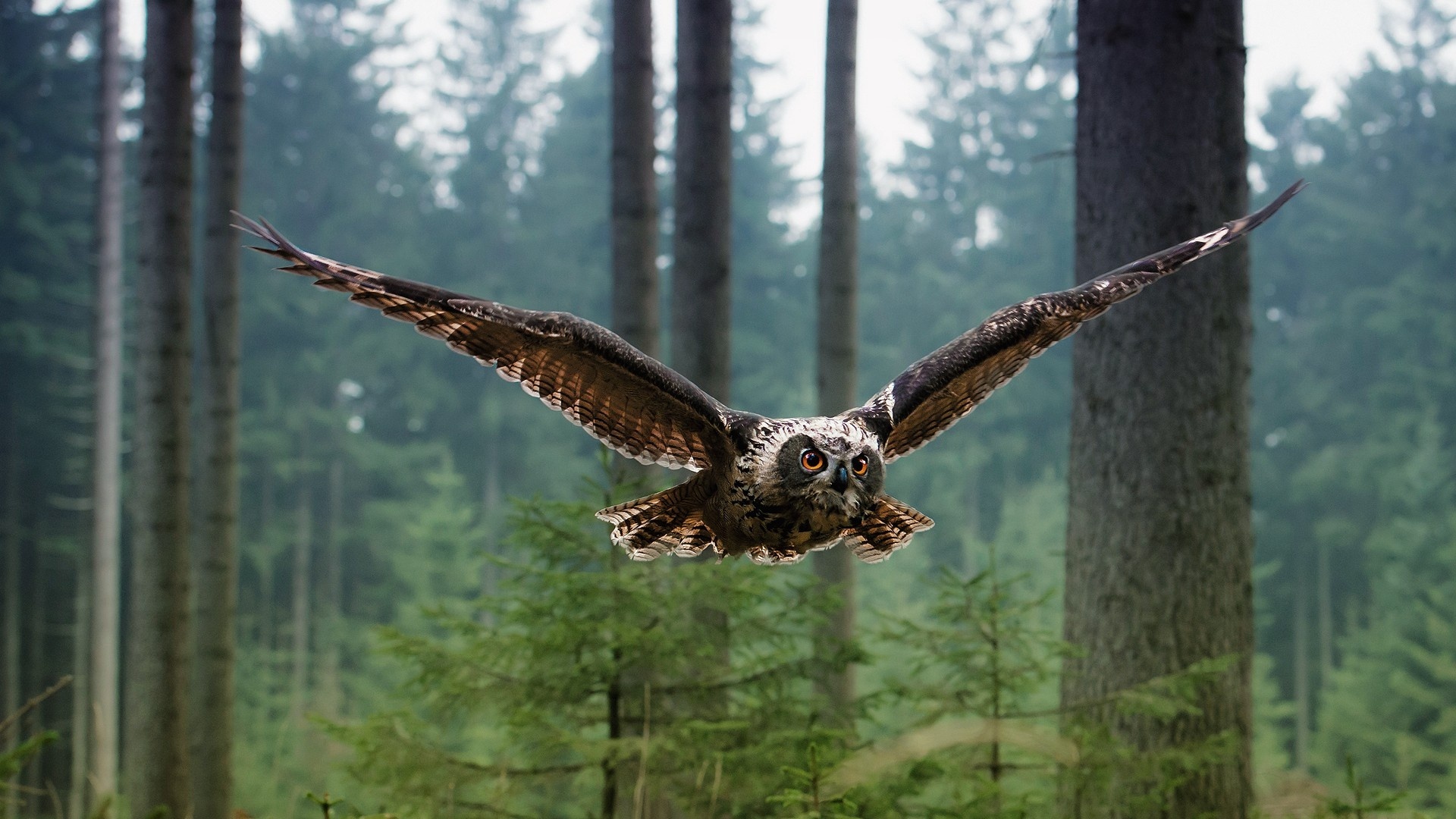 animal, owl, bird, flight Full HD
