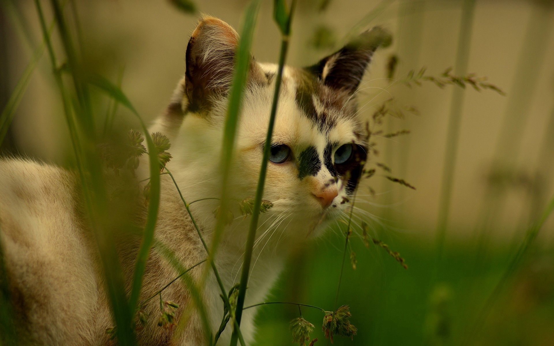 iPhone background spotty, grass, muzzle, animals