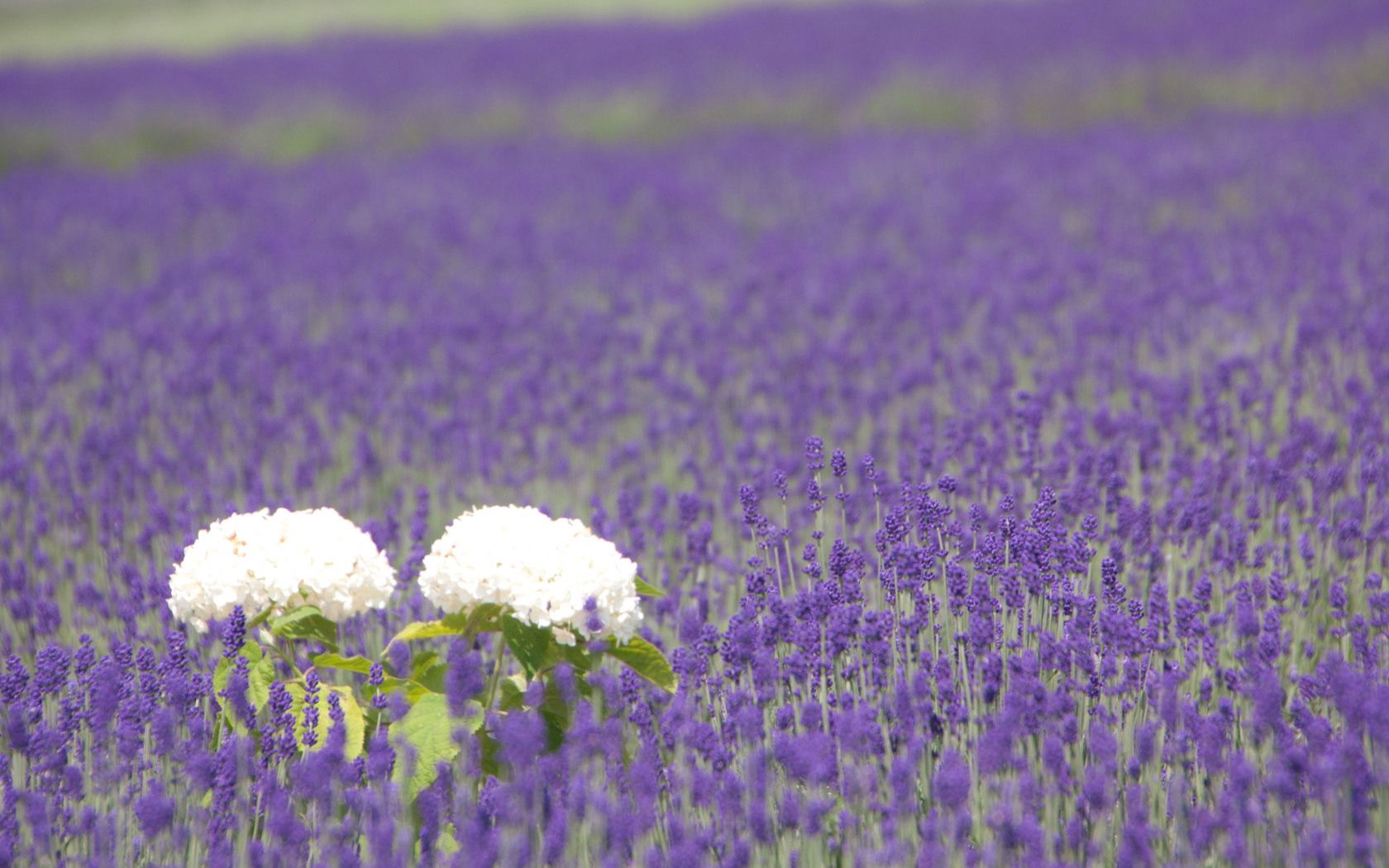Laden Sie das Blumen, Feld, Hortensie, Lavendel, Schärfe-Bild kostenlos auf Ihren PC-Desktop herunter