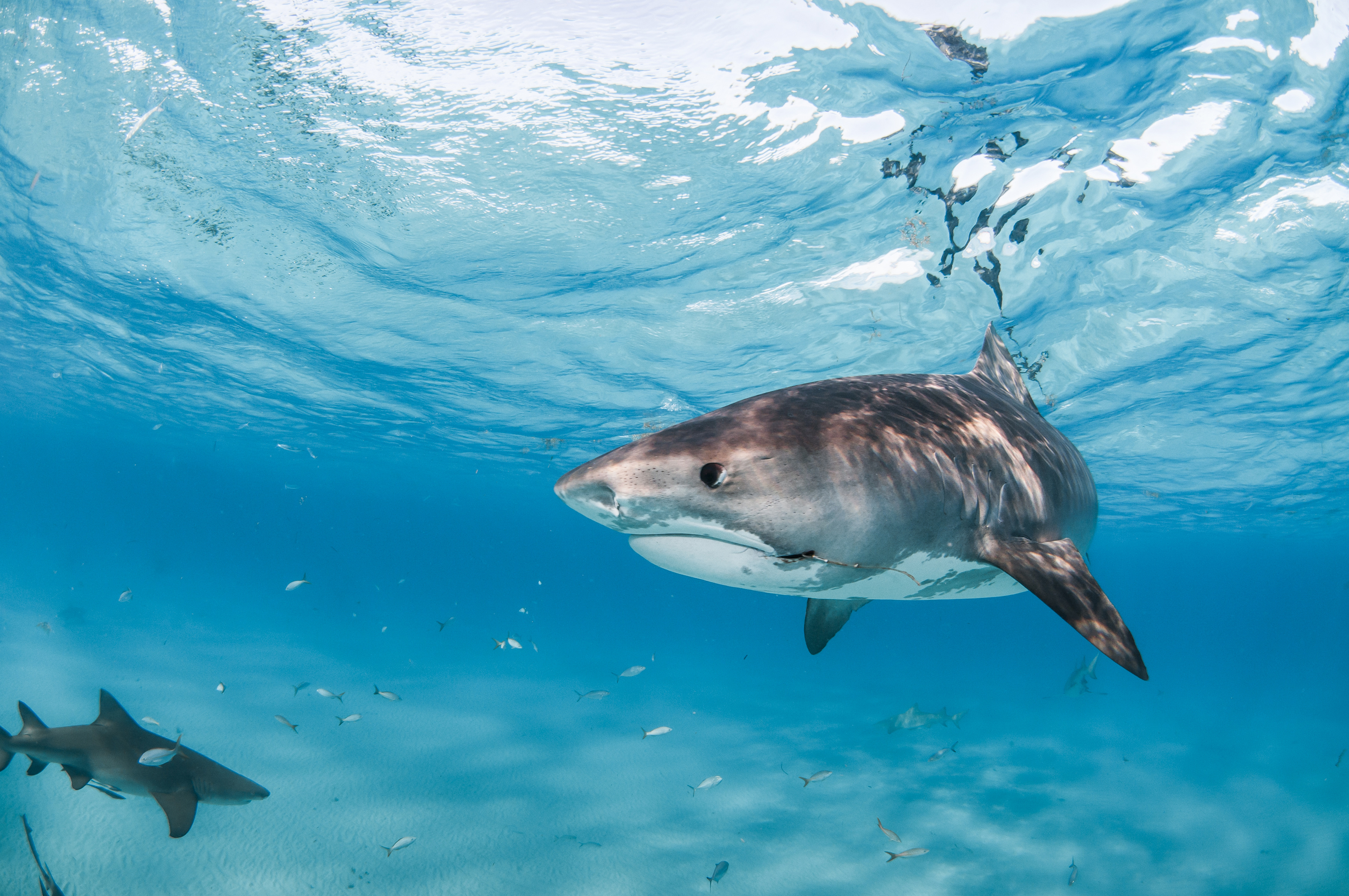 Подводный мир акулы