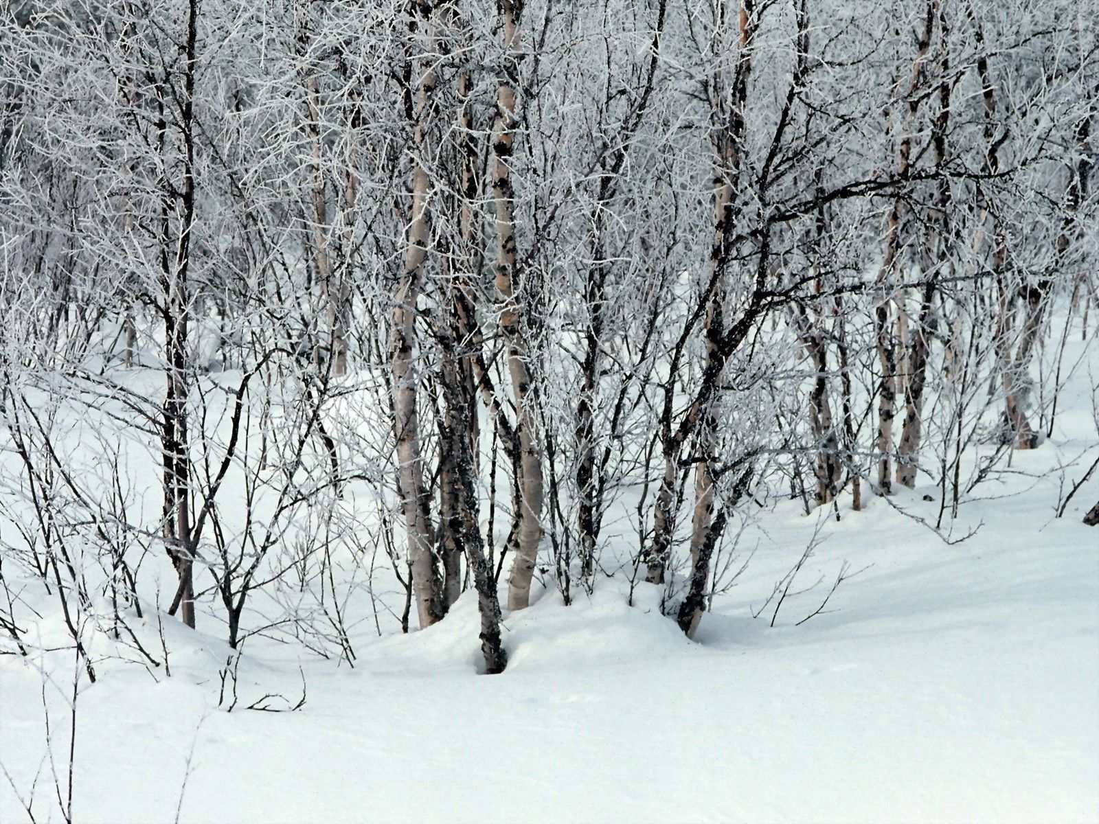64188 скачать обои белые, зима, природа, деревья, снег, ветки, сугробы - заставки и картинки бесплатно