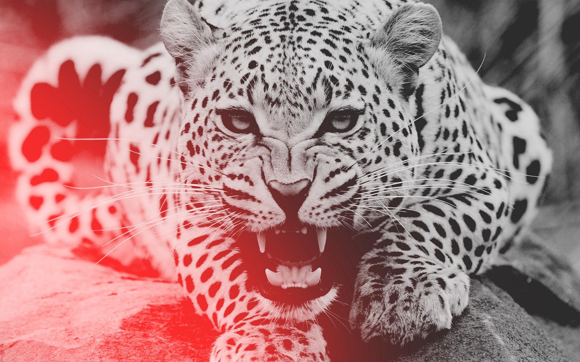 Laden Sie das Tiere, Leopard, Aggression, Grinsen, Grin, Schnauze-Bild kostenlos auf Ihren PC-Desktop herunter