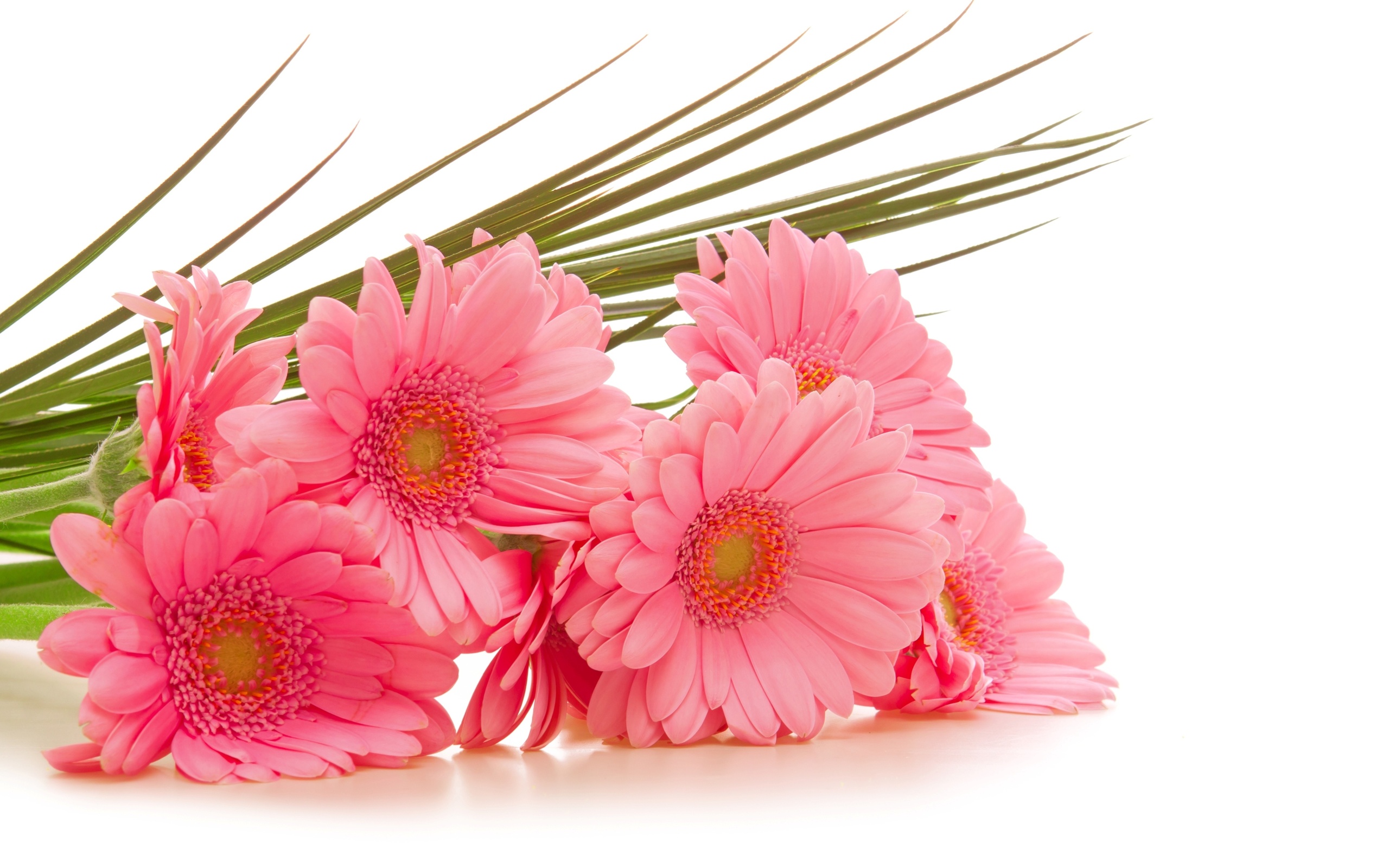 手機的309803屏保和壁紙粉红色的花。 免費下載  圖片