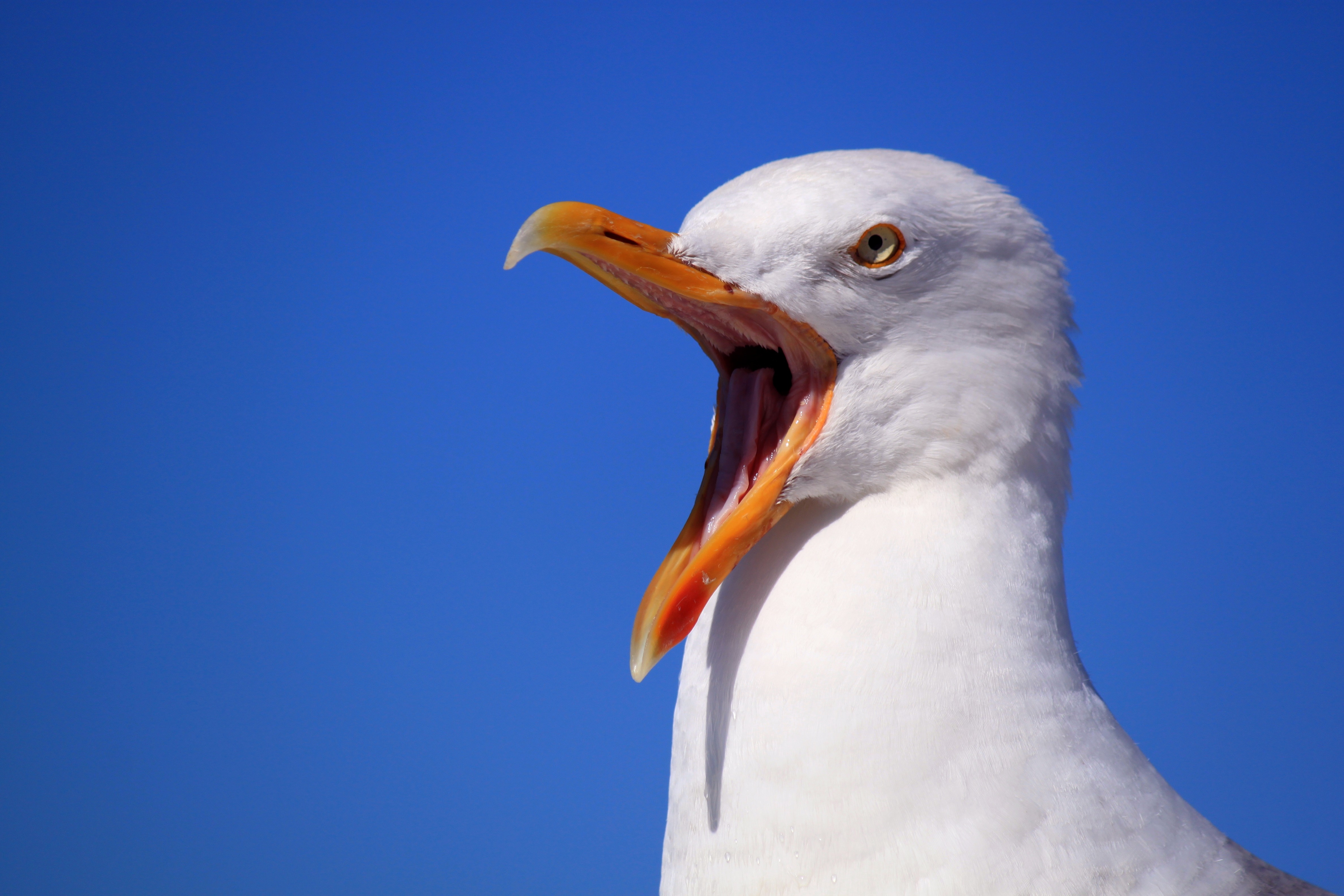 80722 Screensavers and Wallpapers Scream for phone. Download animals, bird, beak, gull, seagull, scream, cry pictures for free