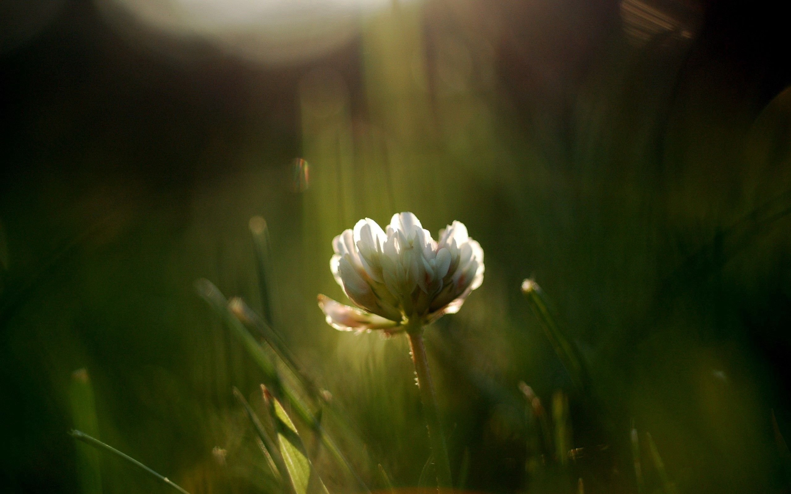 119718 download wallpaper flowers, shine, light, greens, field, clover screensavers and pictures for free