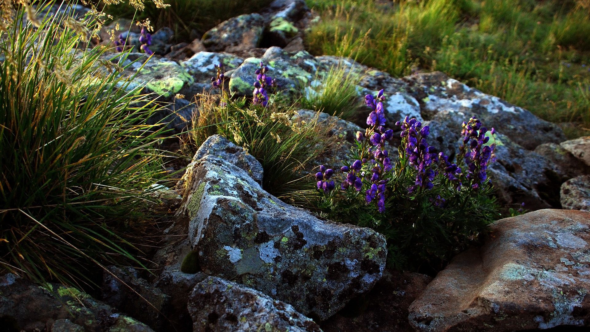 nature, flowers, grass, stones, lilac, life, purple