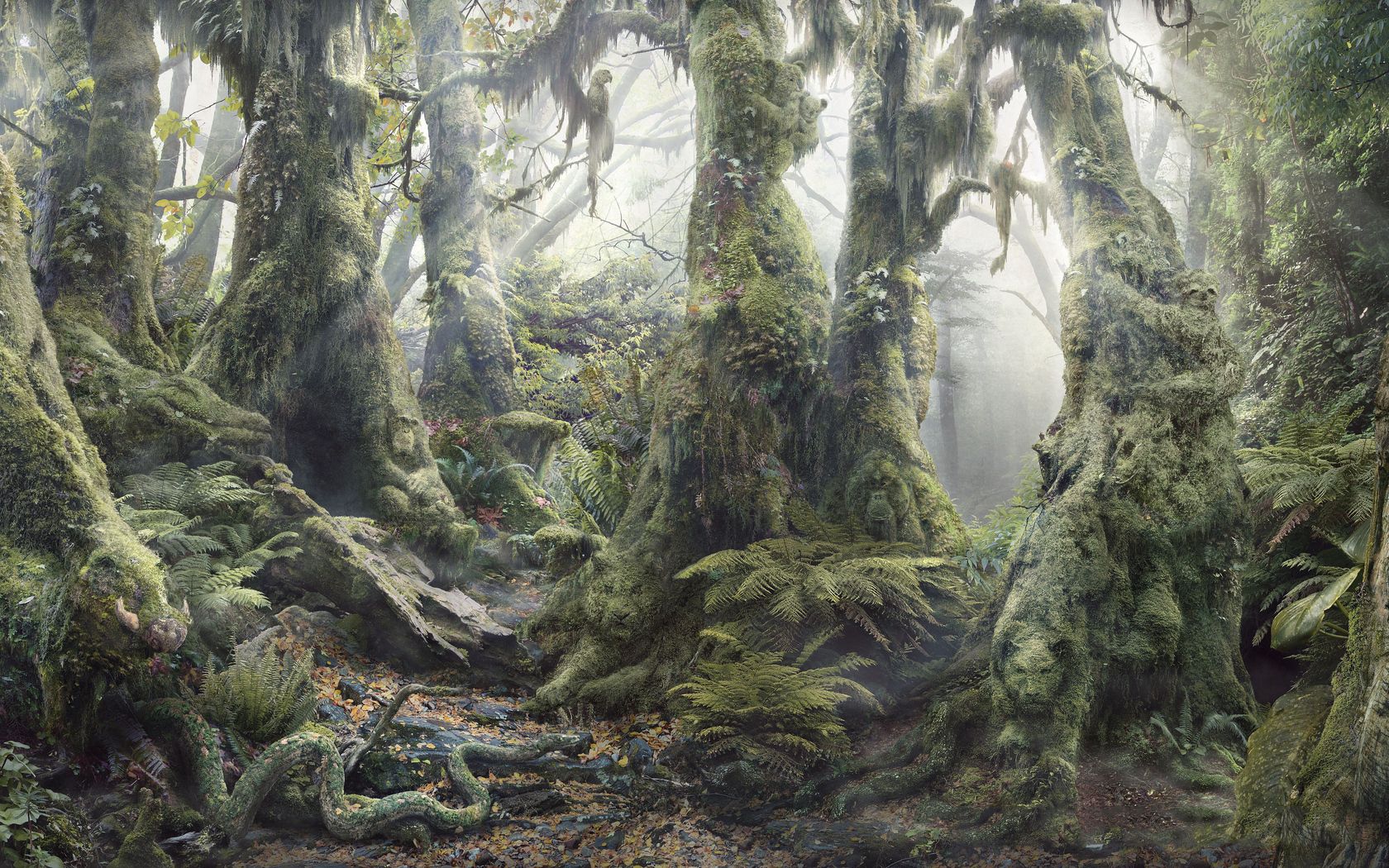 forest, trees, nature, shine, light, fern, vegetation, moss, roots, thickets, thicket, dense Full HD