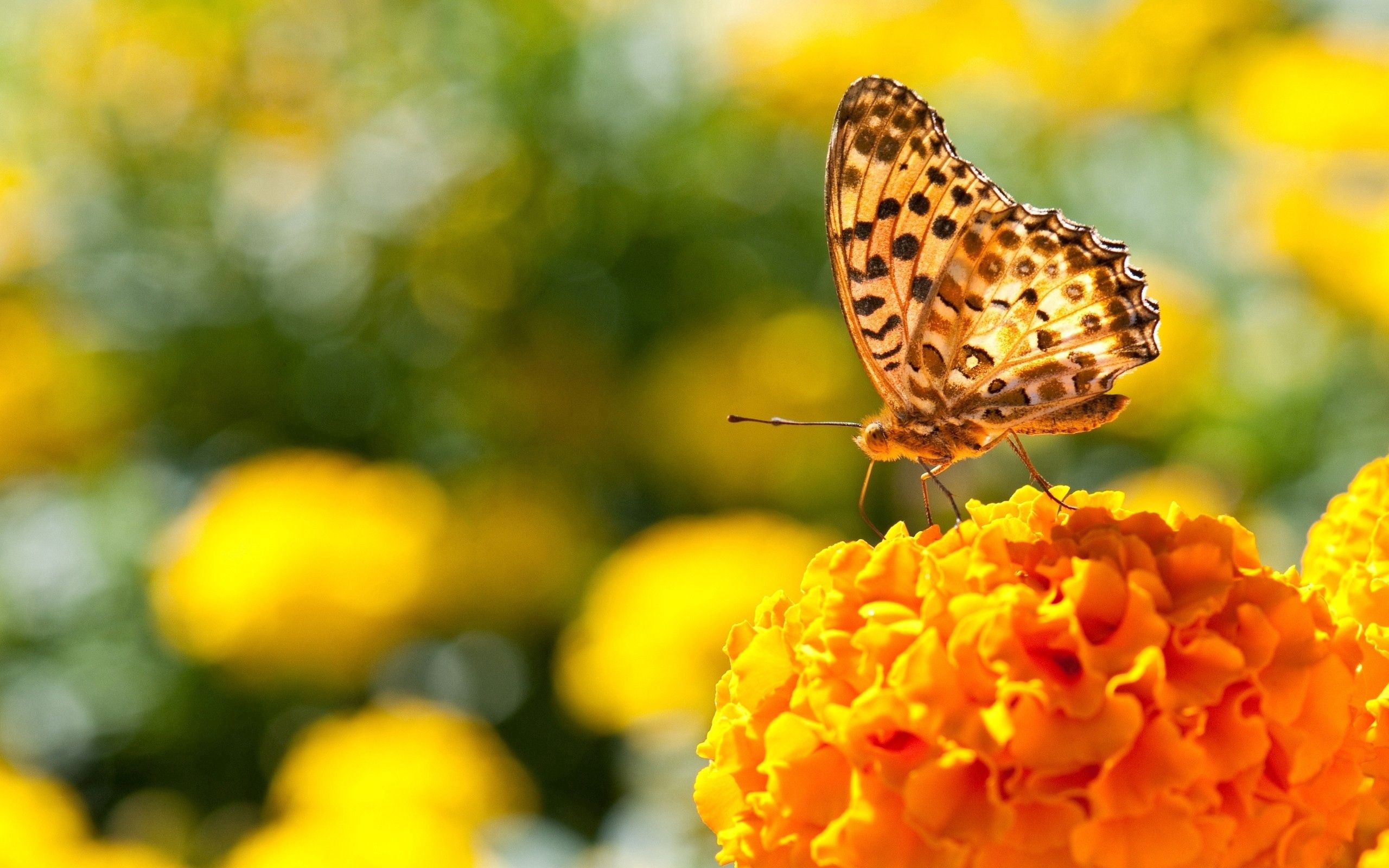 Laden Sie das Blumen, Makro, Scheinen, Licht, Oberfläche, Schmetterling, Flügel-Bild kostenlos auf Ihren PC-Desktop herunter