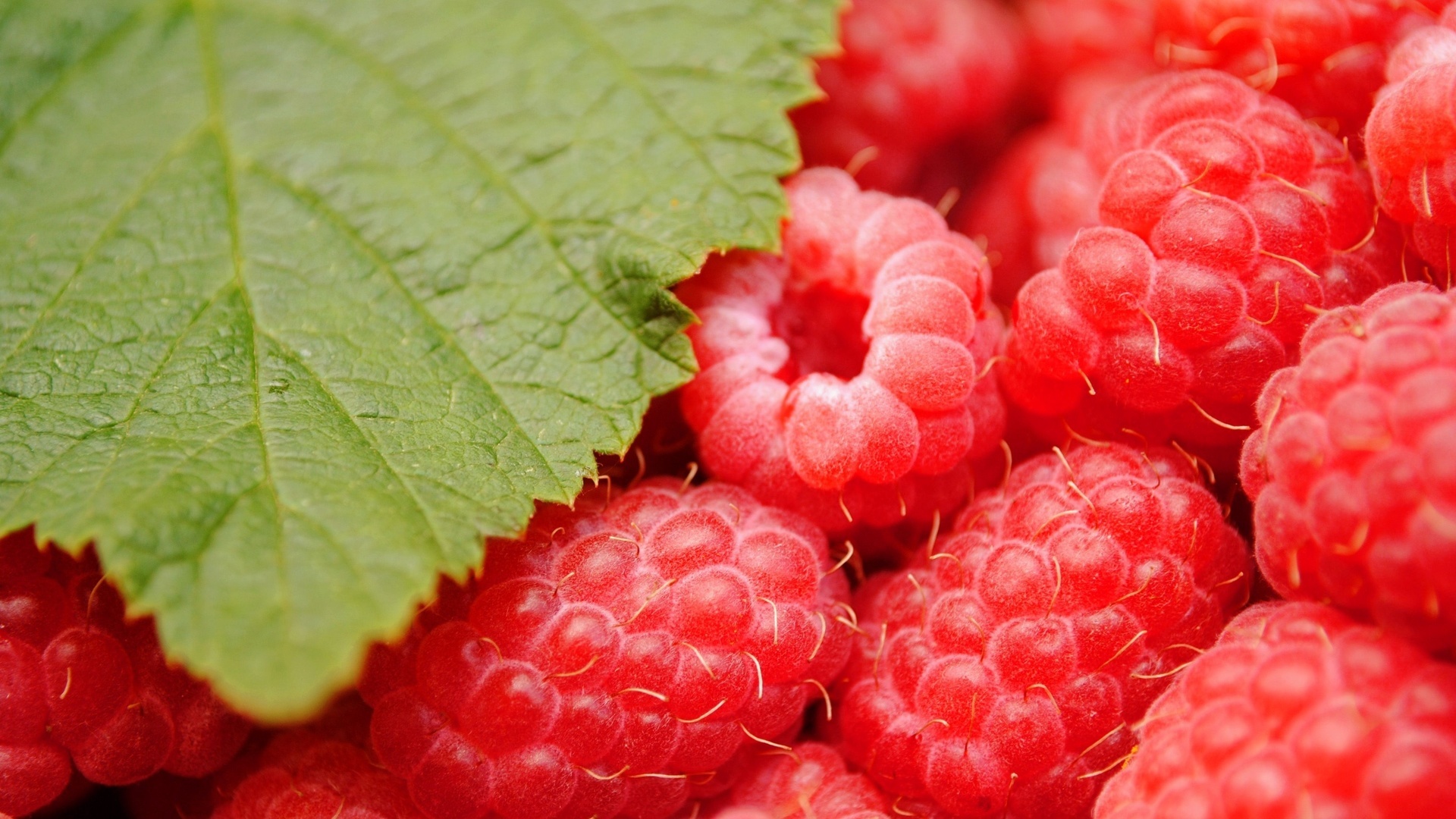Laden Sie das Pflanzen, Lebensmittel, Himbeere, Berries-Bild kostenlos auf Ihren PC-Desktop herunter