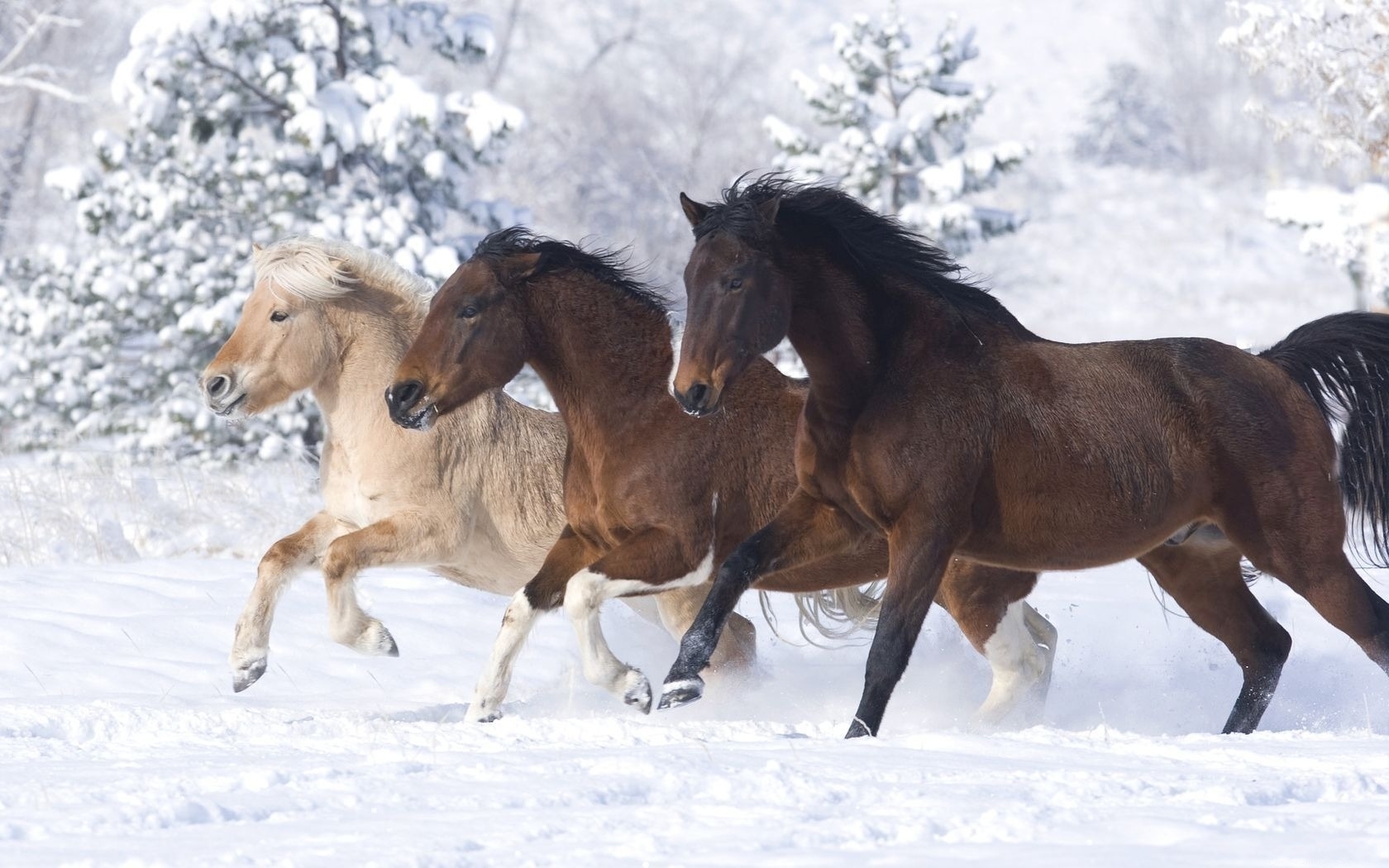42859 descargar fondo de pantalla animales, caballos: protectores de pantalla e imágenes gratis
