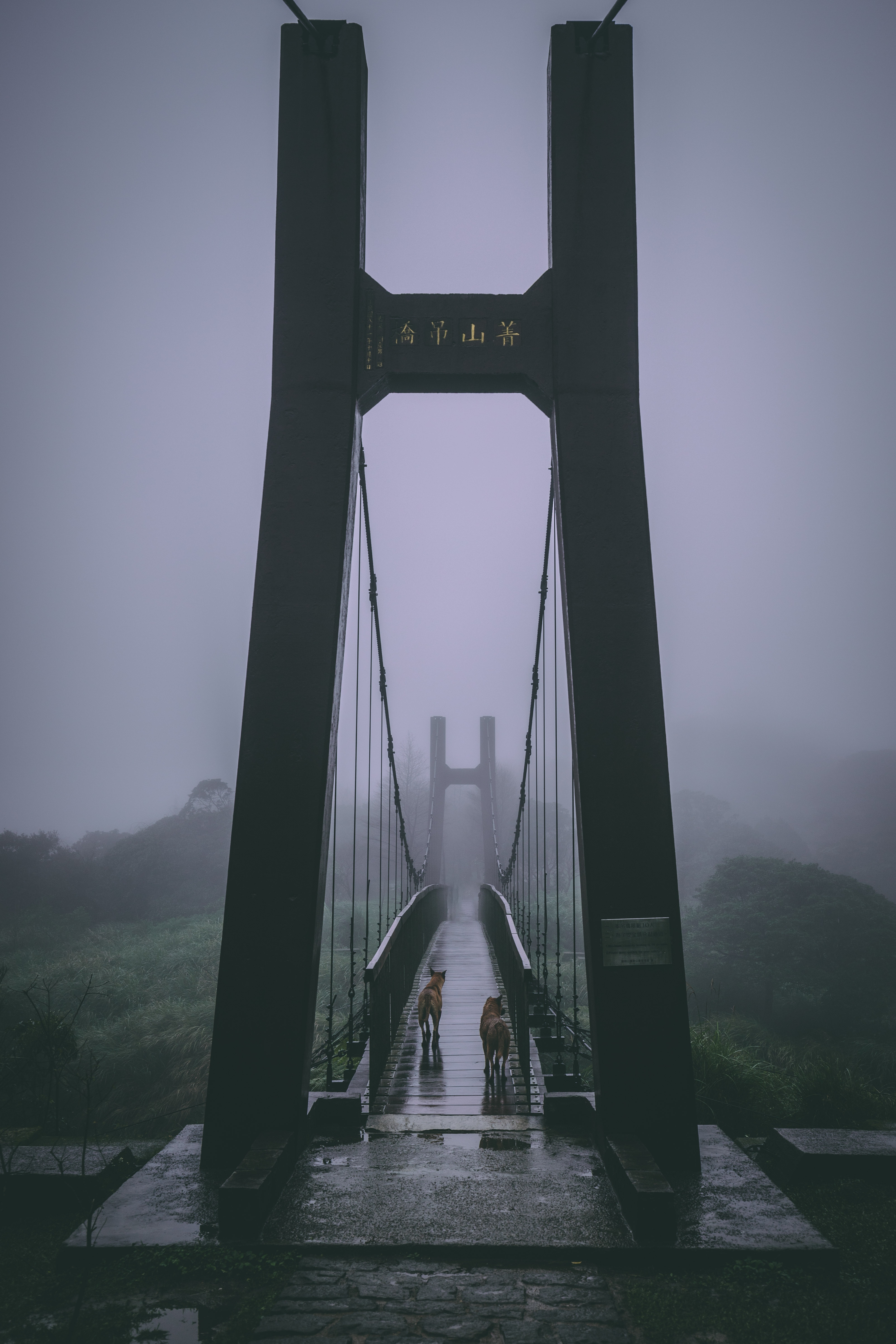 dogs, nature, fog, bridge, mainly cloudy, overcast Aesthetic wallpaper