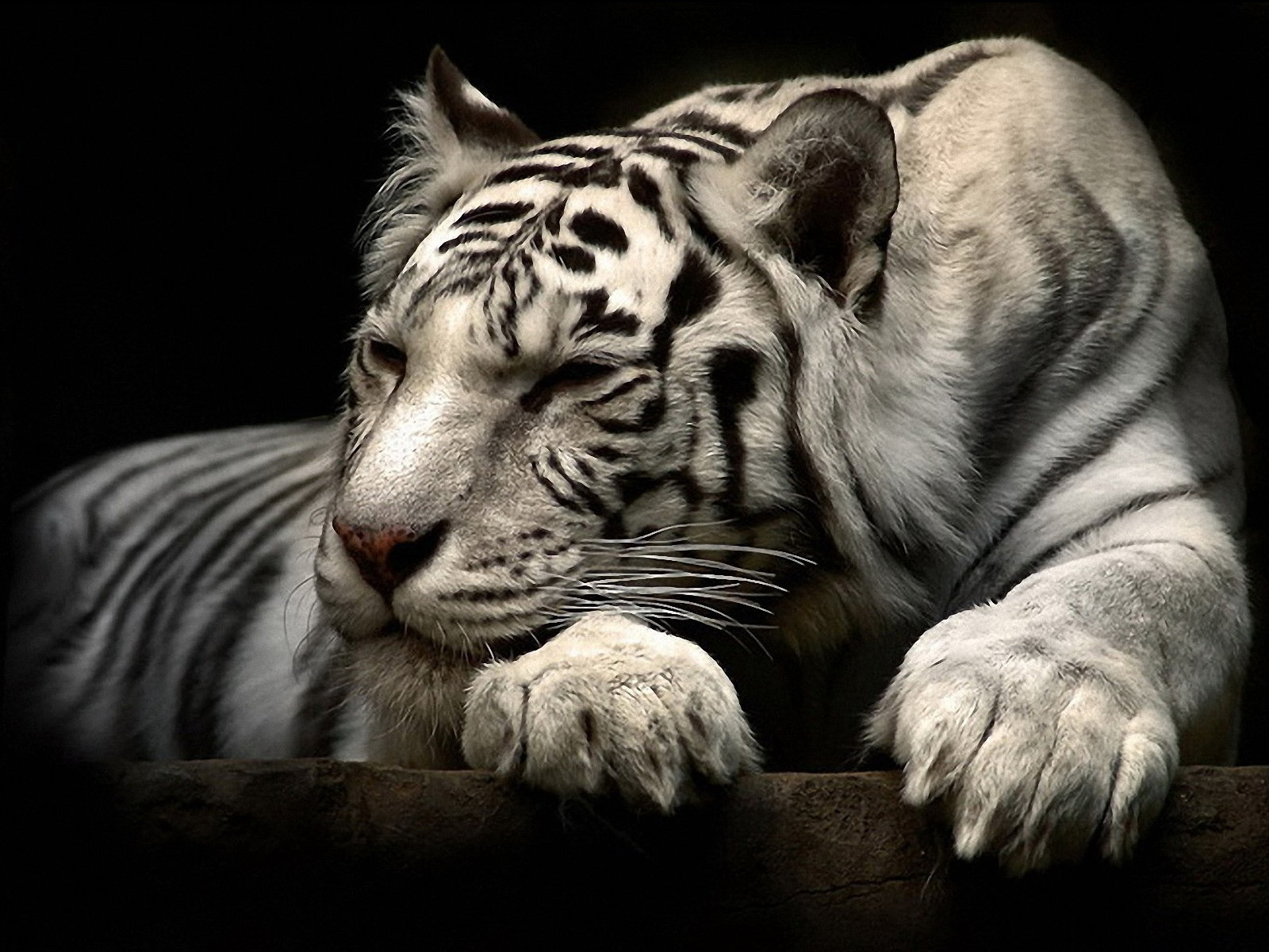 HD desktop wallpaper: Animal, White Tiger download free picture #1455000