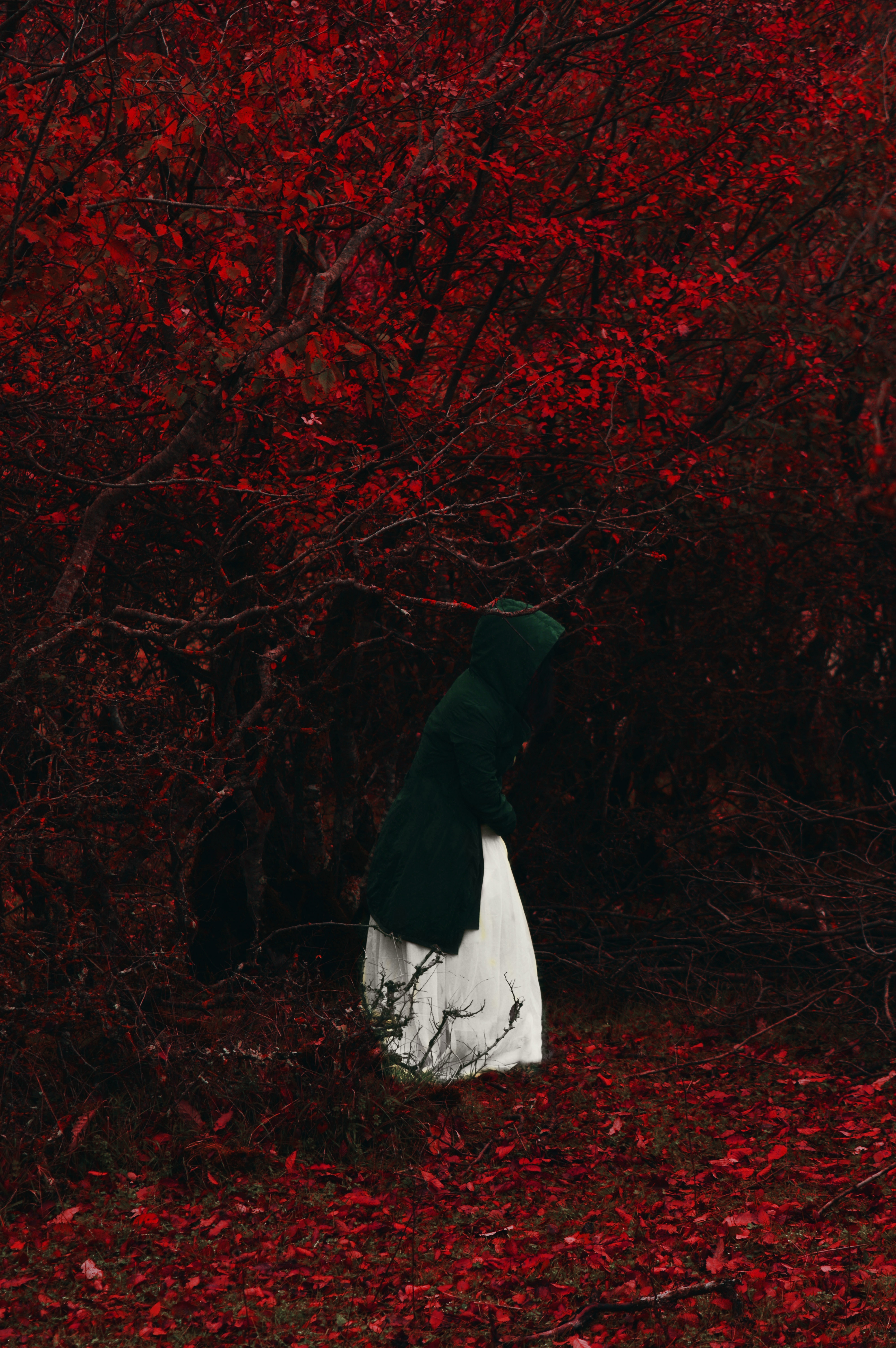 foliage, autumn, hood, nature, red, forest, human, person, loneliness, alone, lonely