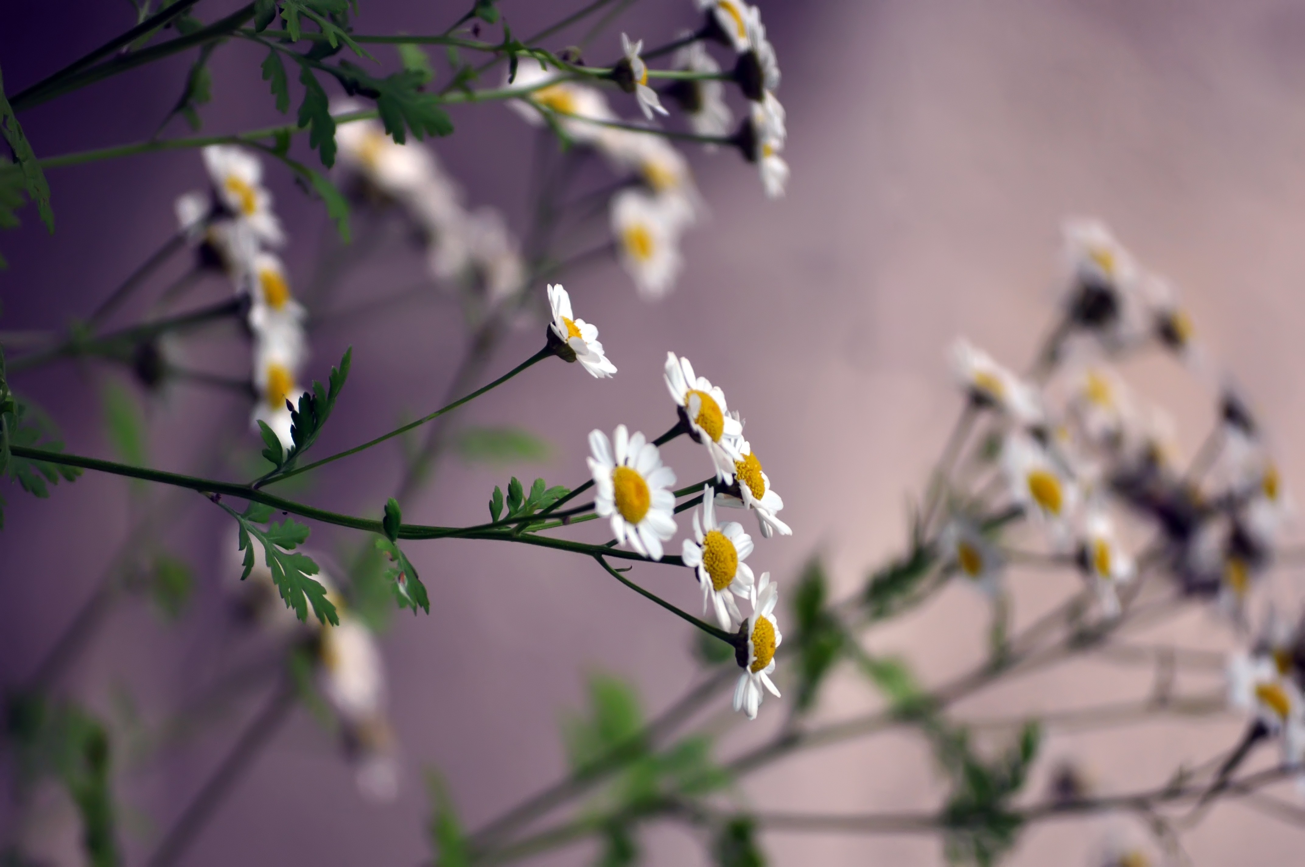 smooth, flowers, camomile, blur wallpapers for tablet