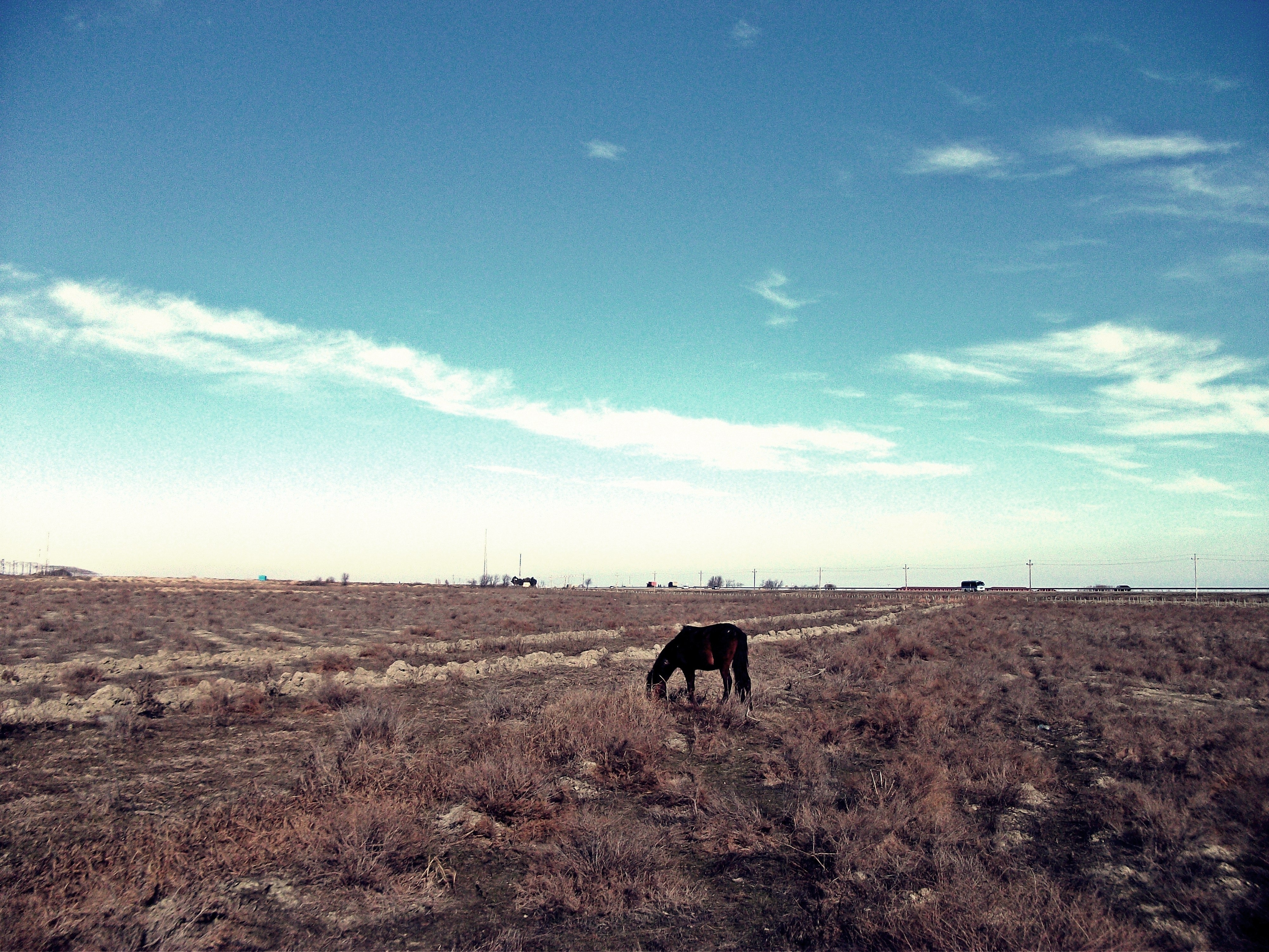 steppe, nature, grass, sky, withered, it's a sly, shrubs, lonely, horse, pasture