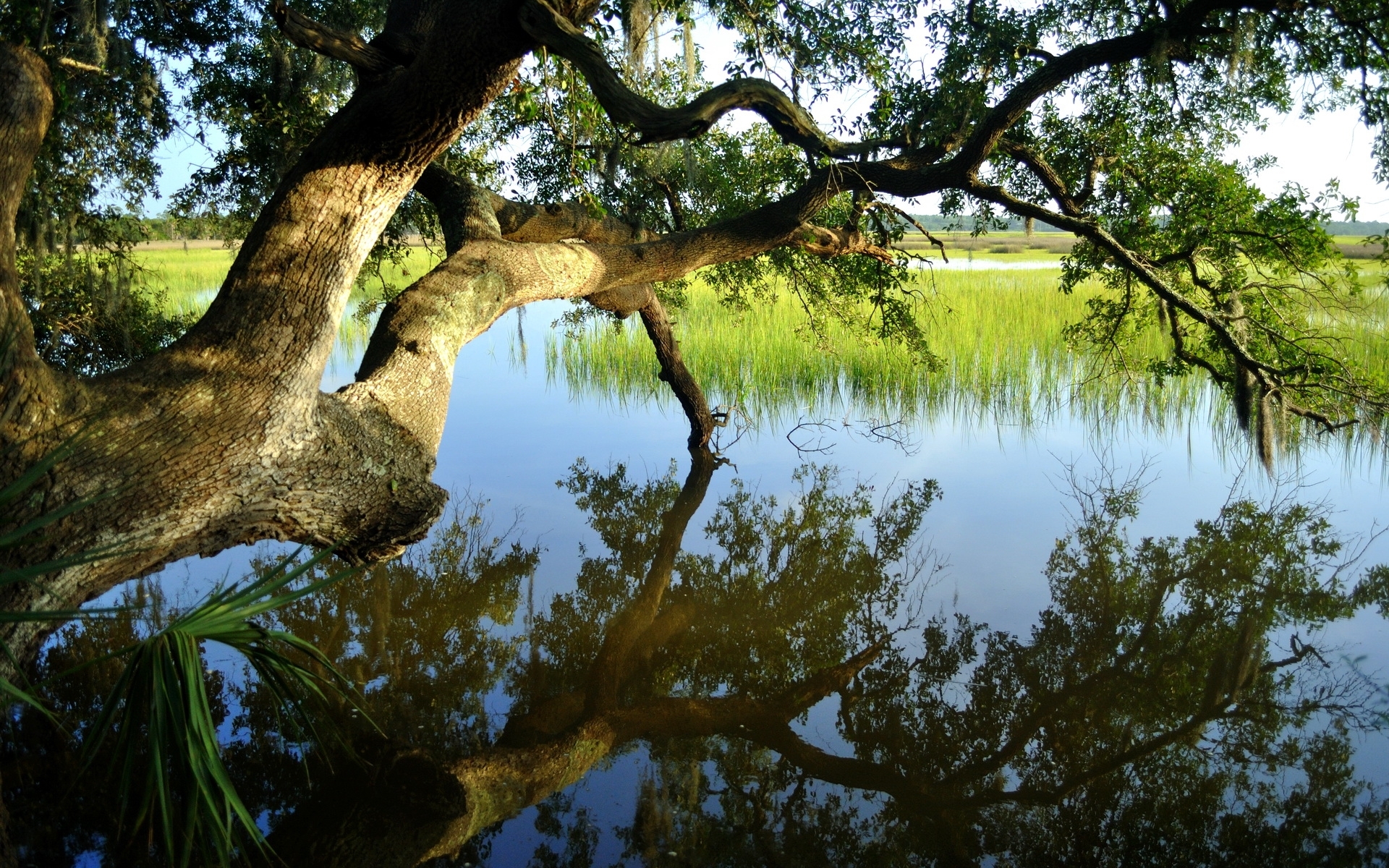 26488 Bild herunterladen flüsse, landschaft, bäume - Hintergrundbilder und Bildschirmschoner kostenlos