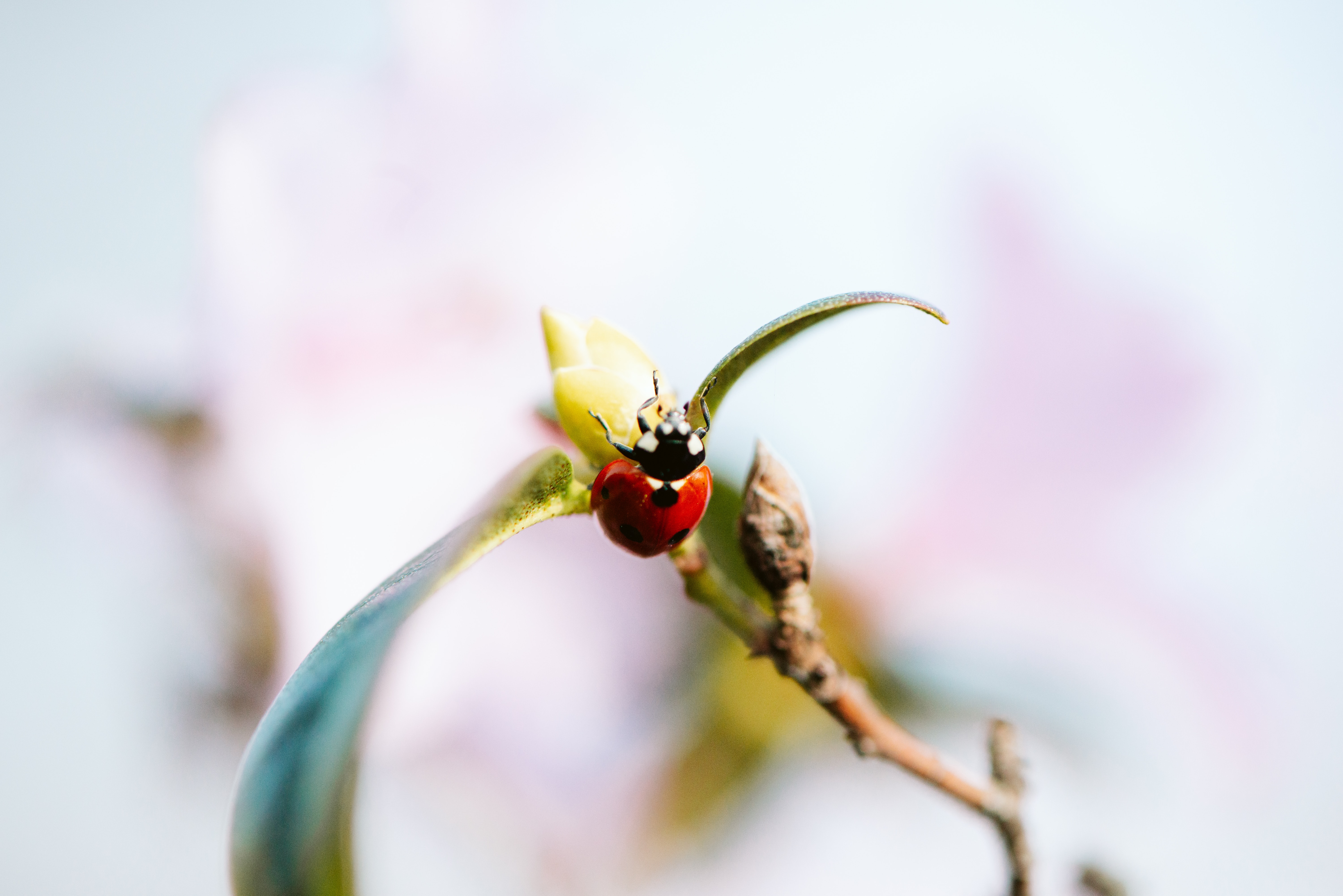 Widescreen image ladybird, macro, insect, branch