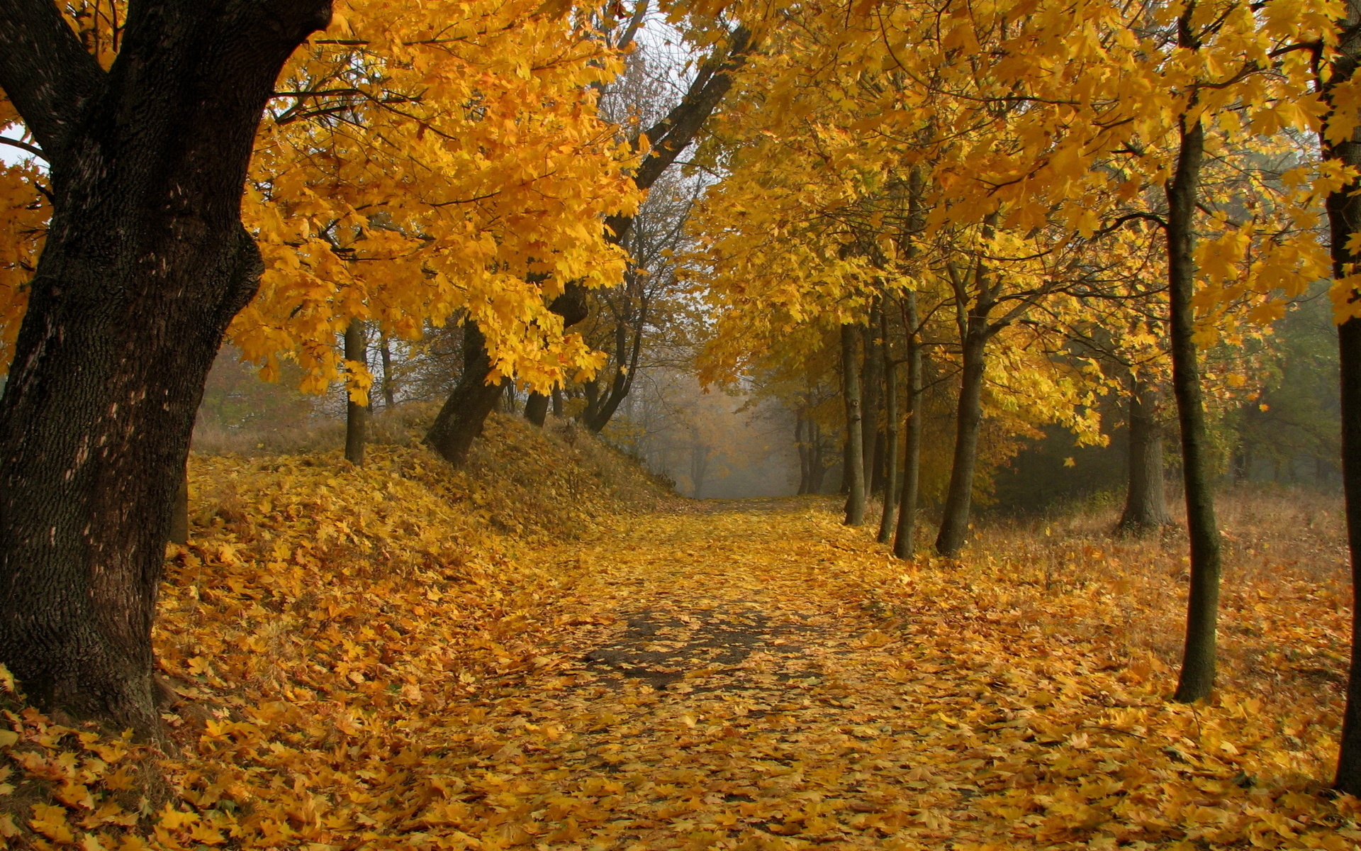 44912 завантажити шпалери листя, осінь, пейзаж, жовтий - заставки і картинки безкоштовно