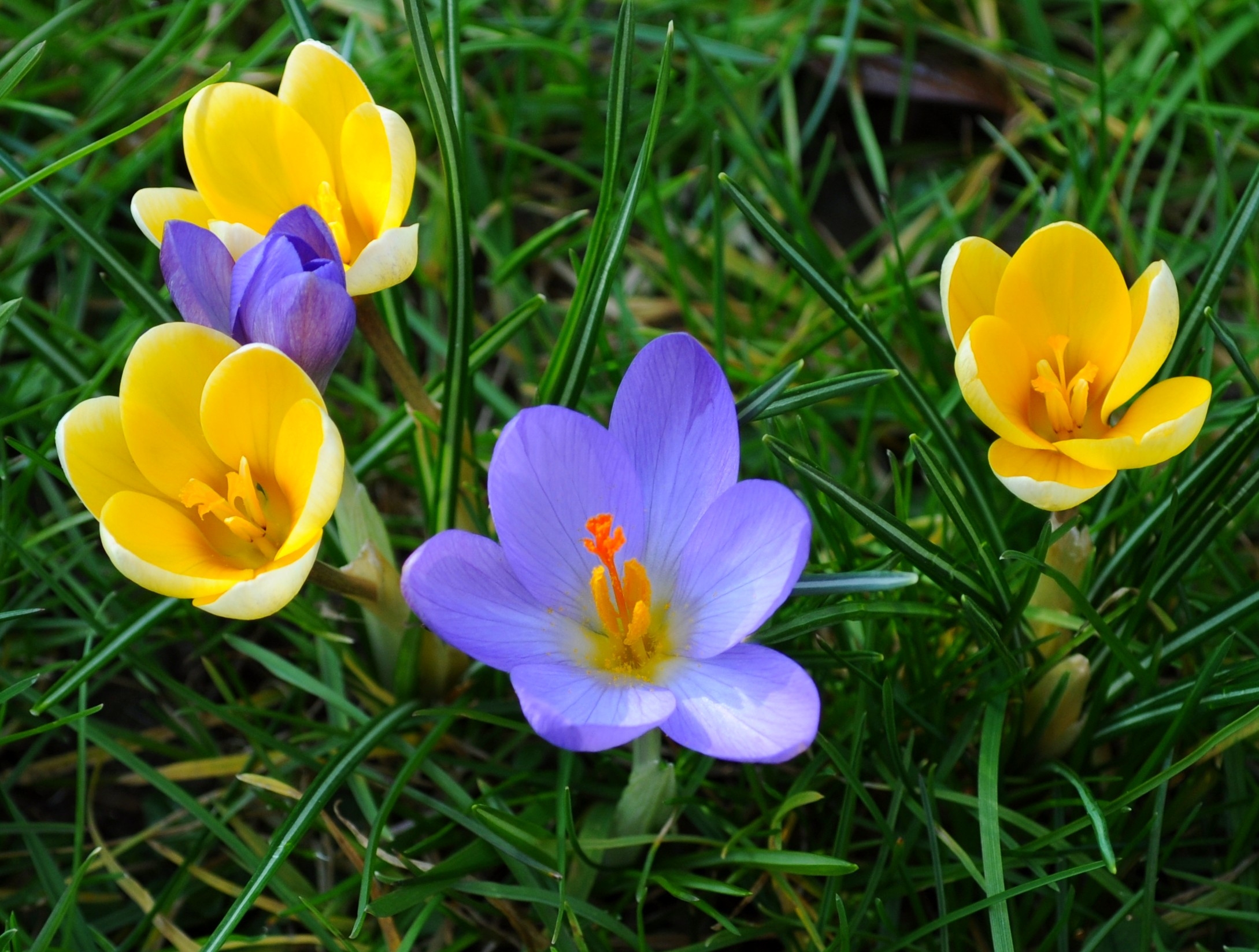 android grass, nature, flowers, crocuses