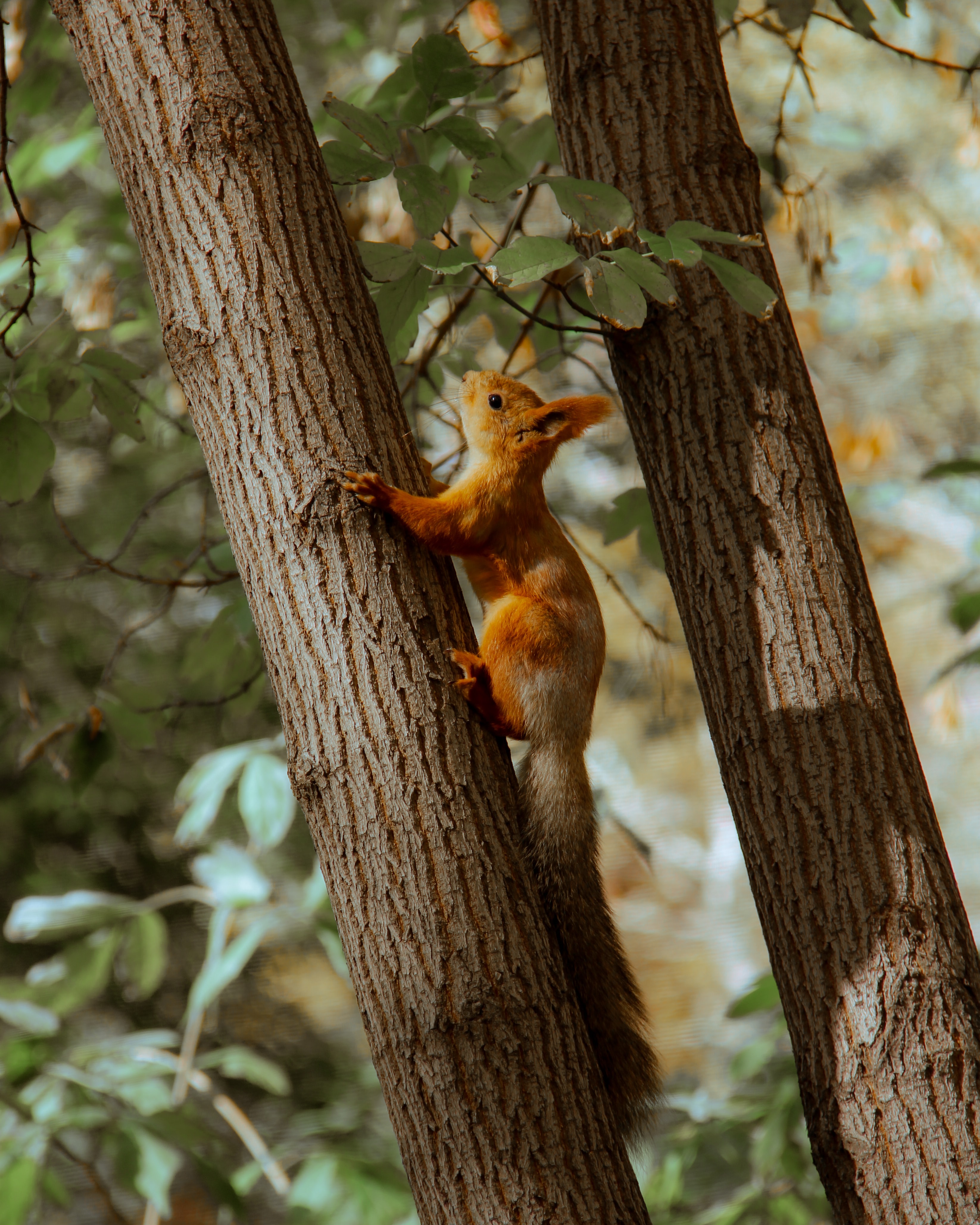 Laden Sie das Eichhörnchen, Tiere, Holz, Baum, Braun, Tier-Bild kostenlos auf Ihren PC-Desktop herunter
