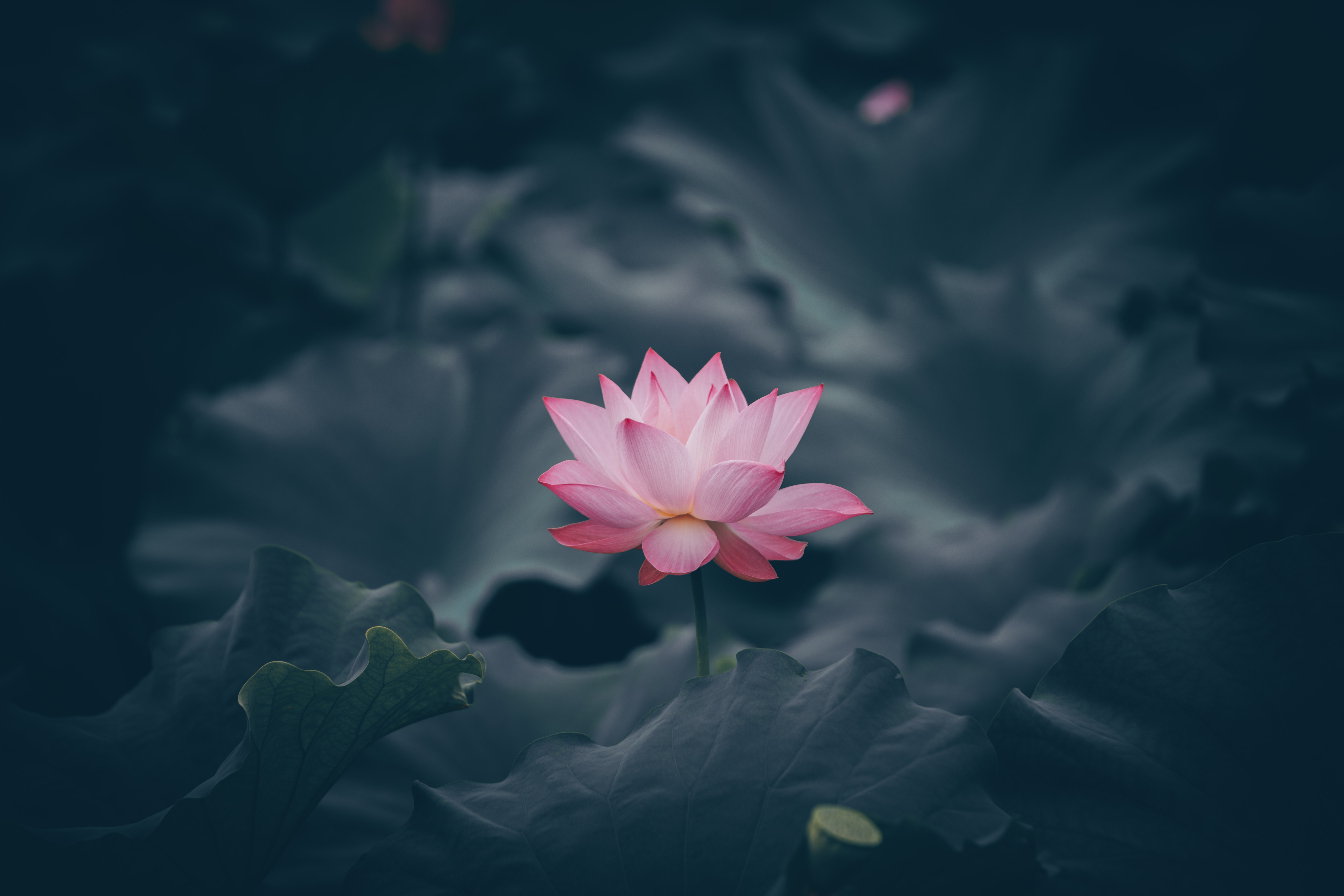 lotus, flower, water, flowers, bloom, flowering, basin Phone Background