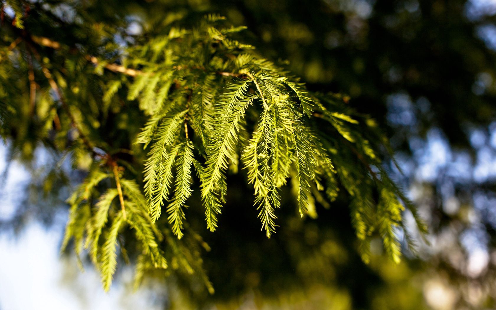 blur, coniferous, branches, conifers, spruce, nature, fir, green