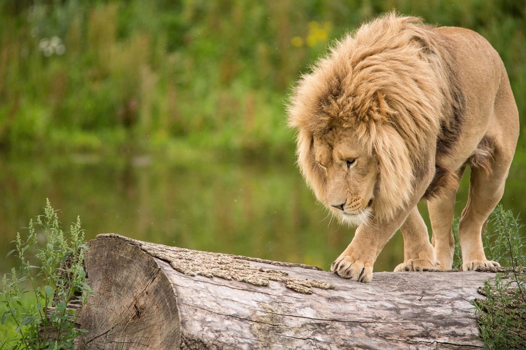 155727 Protetores de tela e papéis de parede Um Leão em seu telefone. Baixe predador, leão, registro, predator fotos gratuitamente