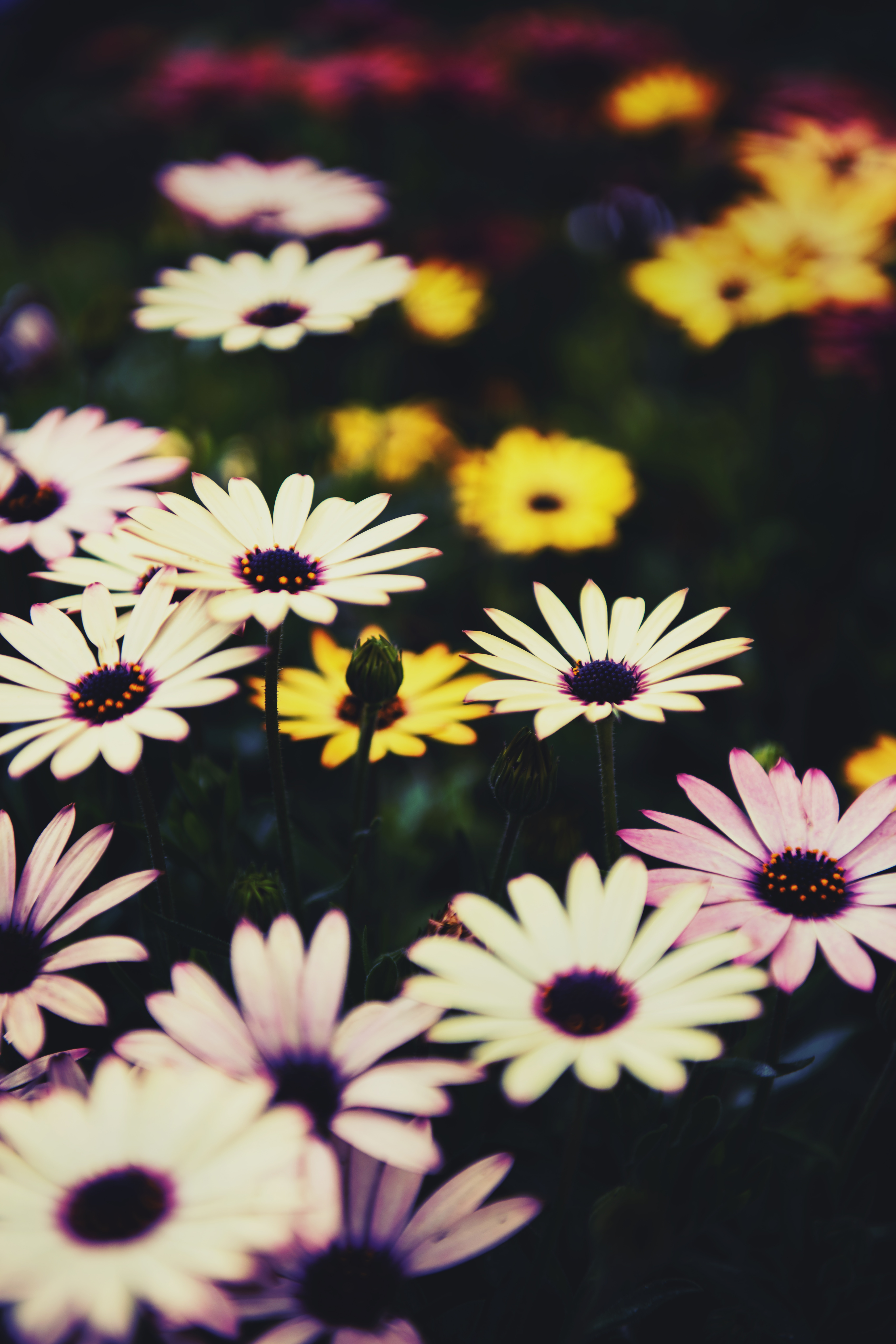 flowers, flower bed, flowerbed, osteospermum, african chamomile, african daisy