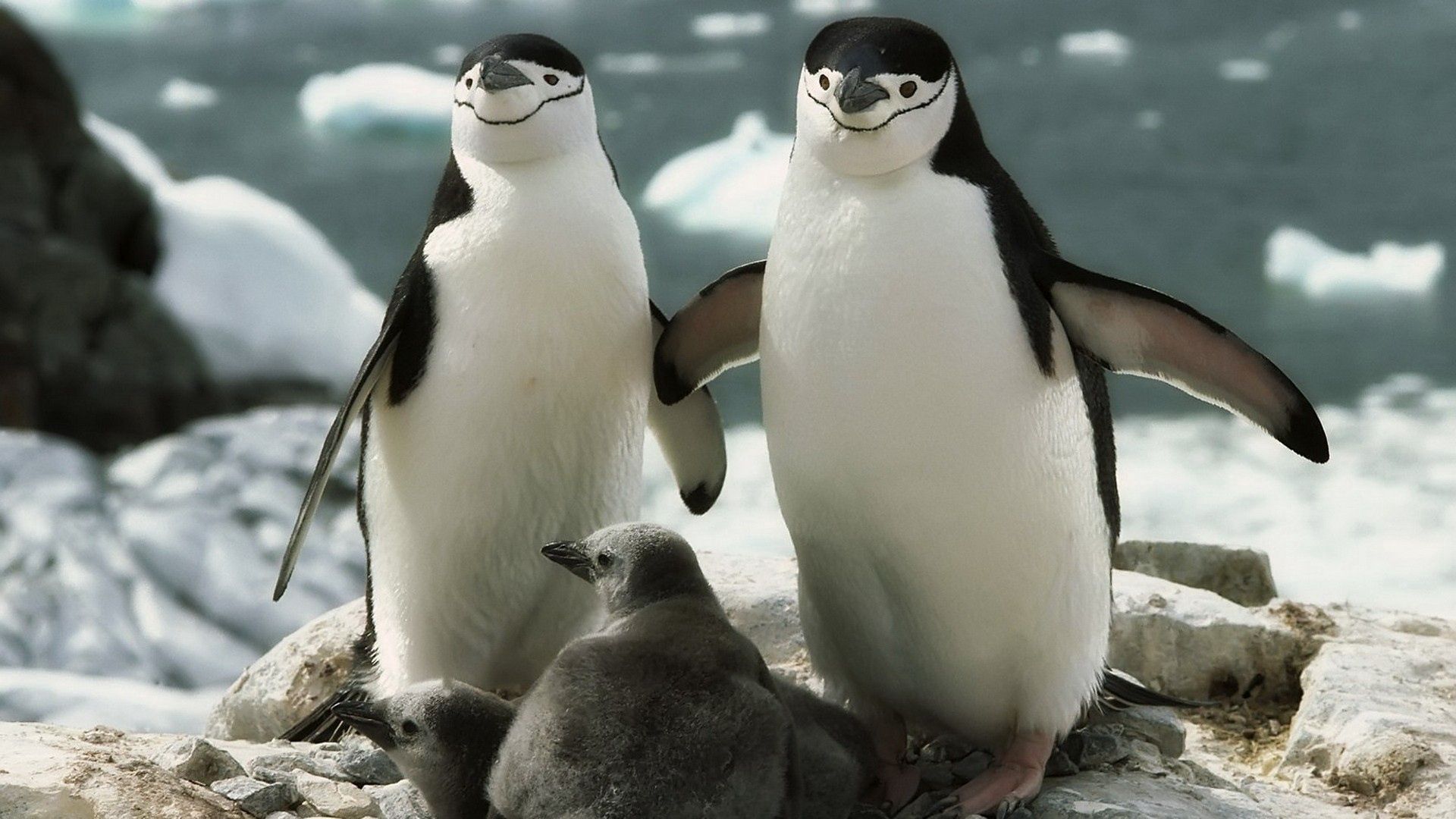 animals, pinguins, young, stroll, family, care, joey wallpapers for tablet