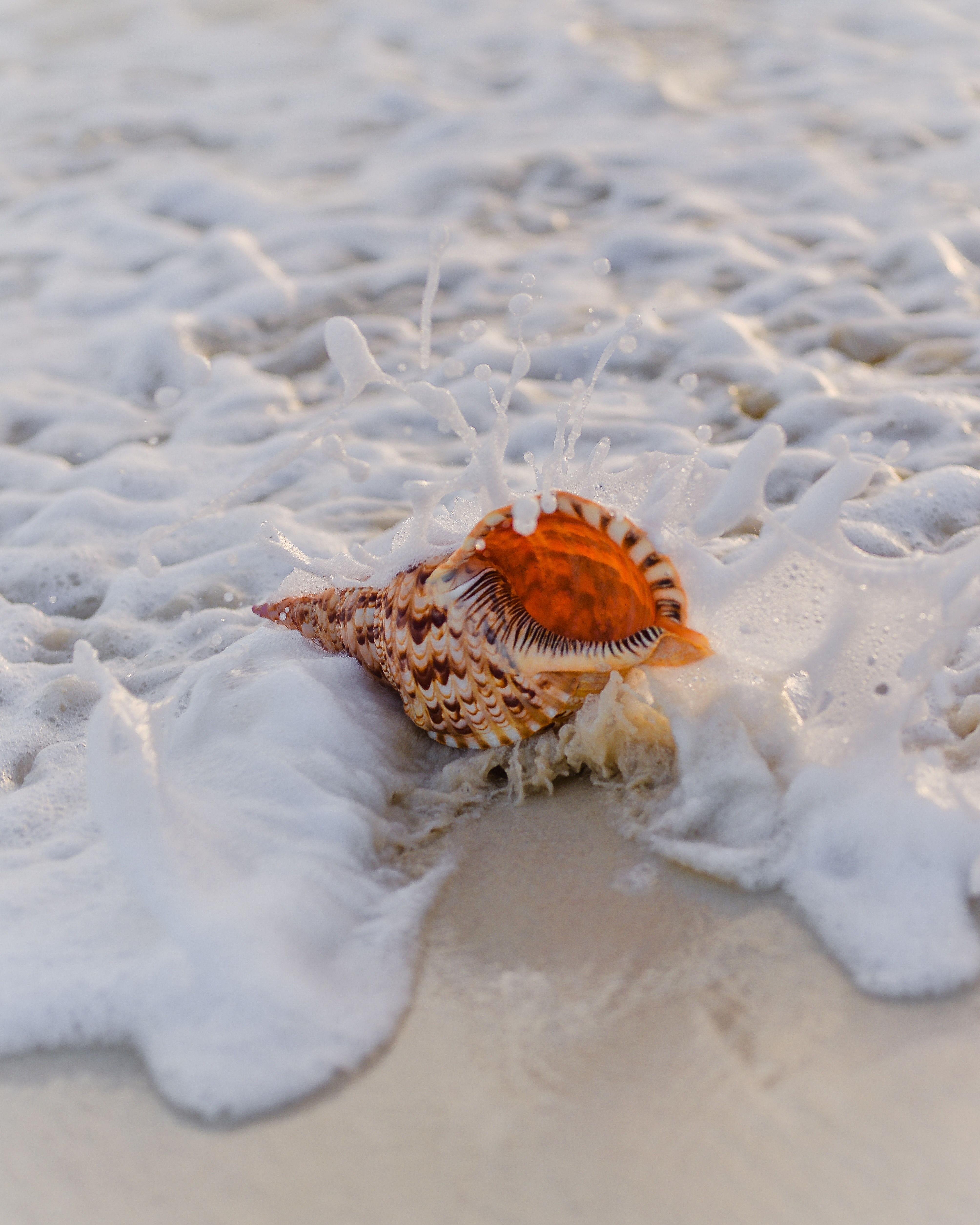 71799 download wallpaper sand, macro, foam, surf, shell screensavers and pictures for free