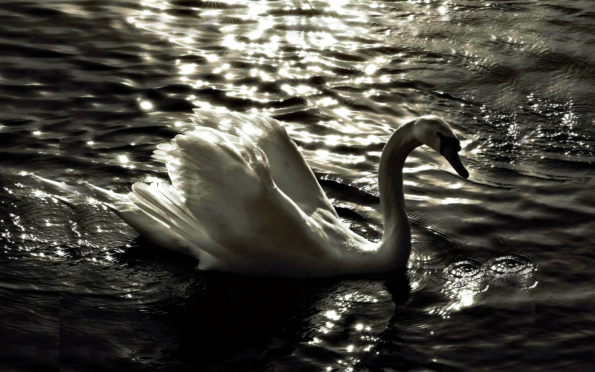 animal, mute swan, birds, white, swan, water, lake, bird, reflection 4K Ultra