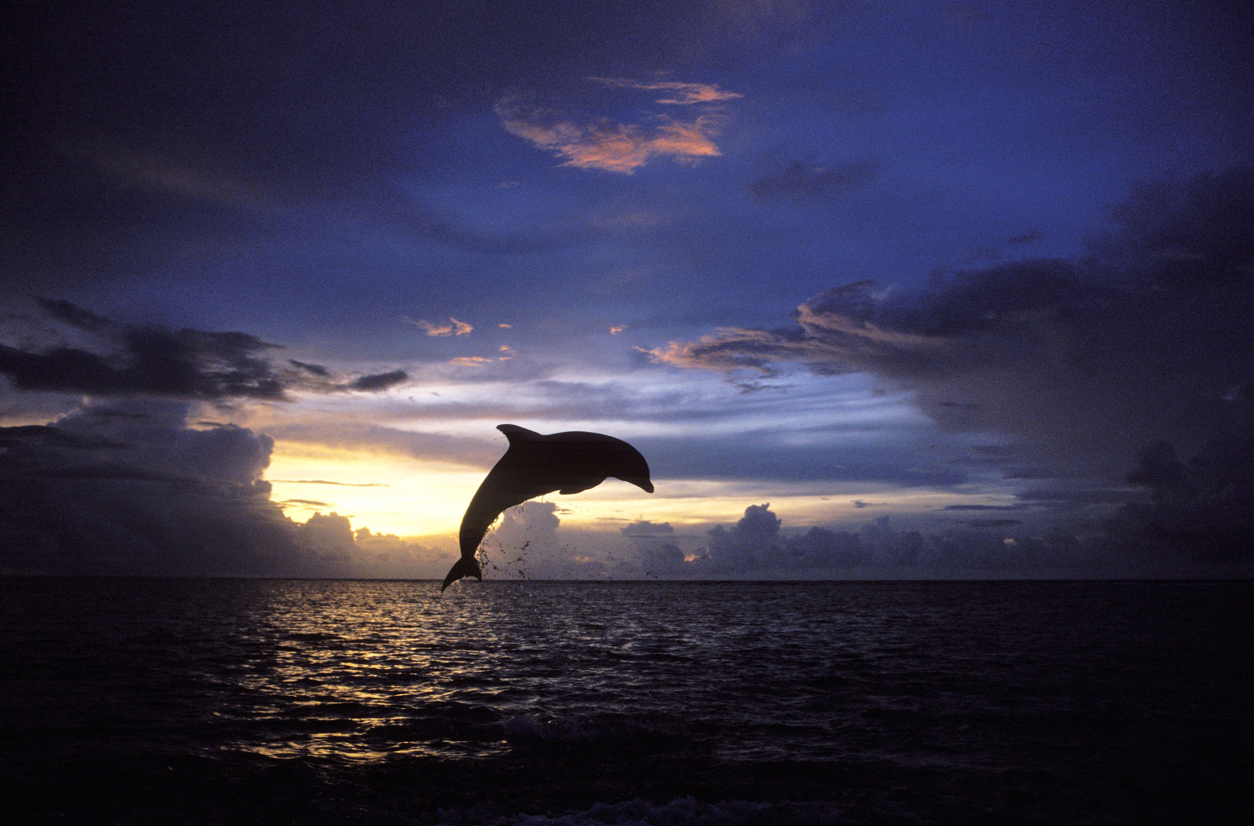 Дельфины уплывают в океан слушать. Дельфины в море. Дельфин в море. Дельфины на закате. Море закат дельфины.