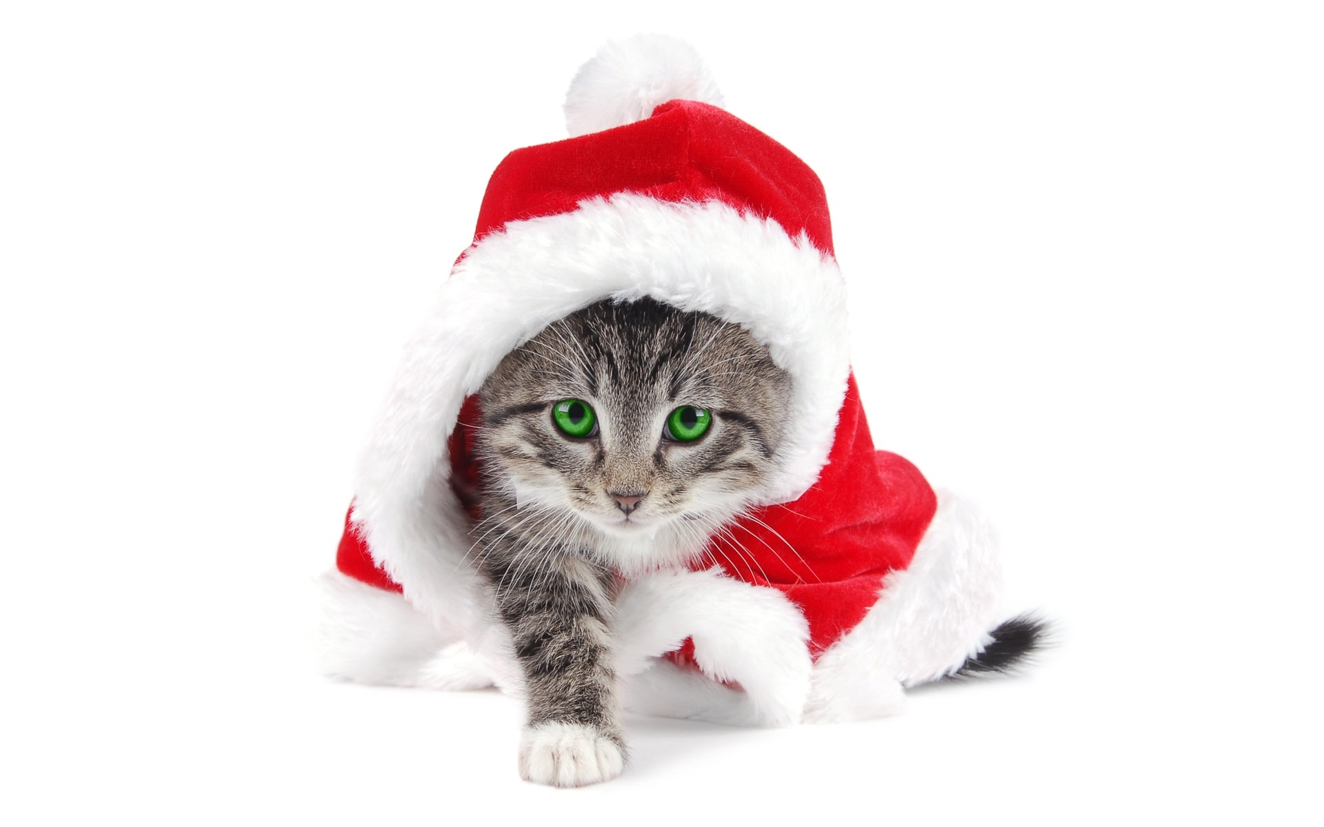29308 скачать обои новый год (new year), кошки (коты, котики), животные - заставки и картинки бесплатно
